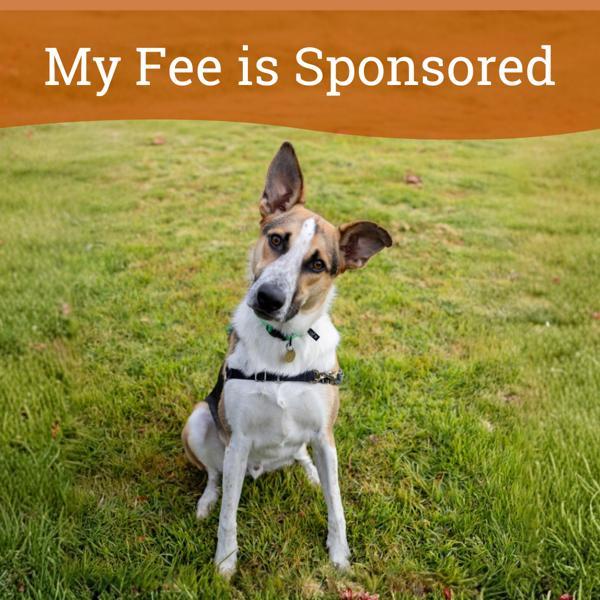 Enlarge Cosmo, a Adoptable mixed breed in Oakland, CA image 6/6