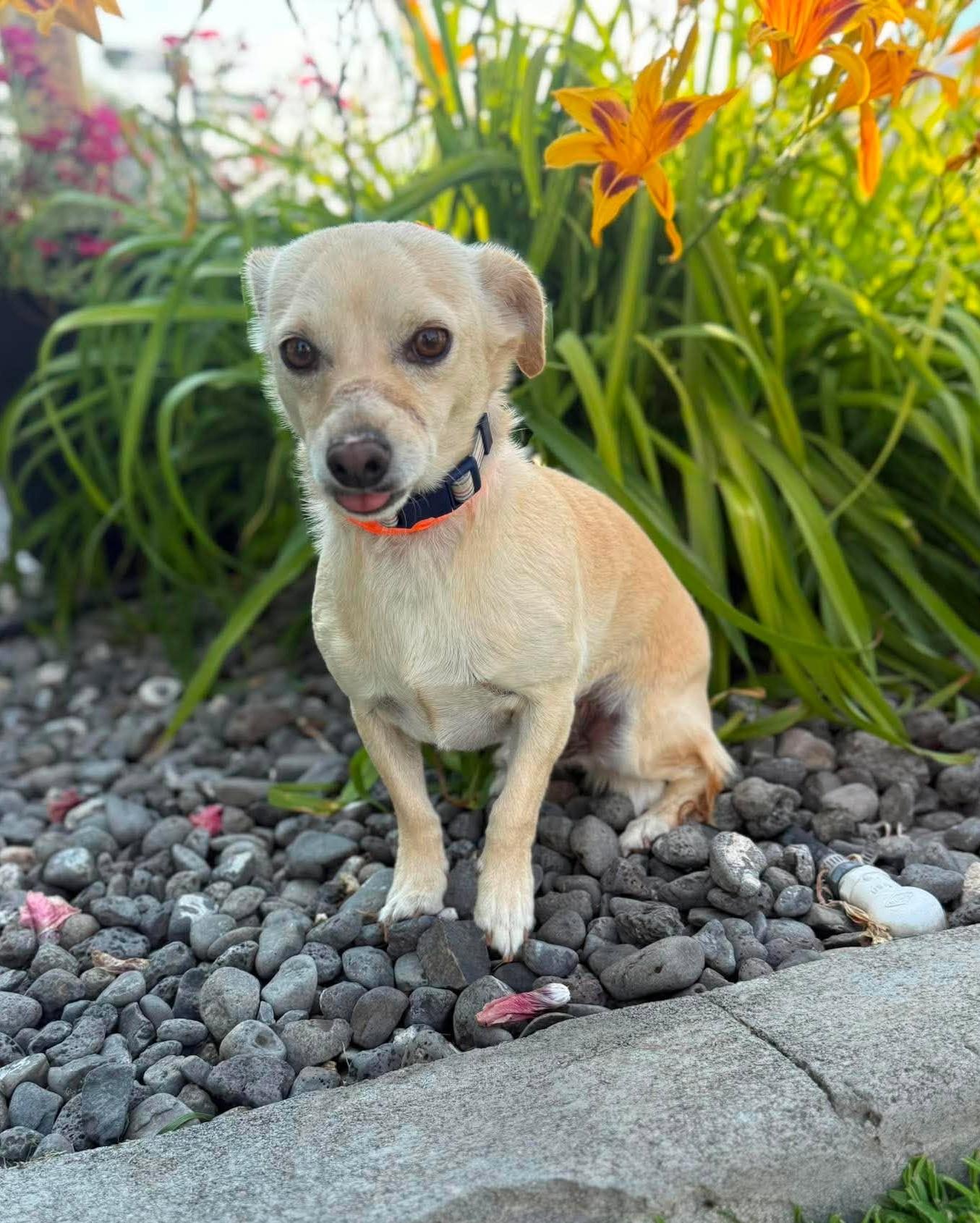 Brewer, ADOPTABLE, Adult Male Chihuahua.