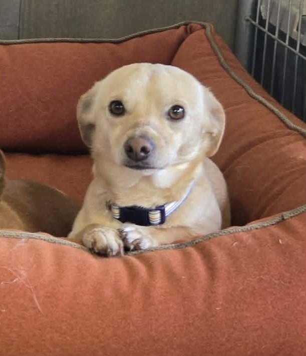 Enlarge Brewer, a ADOPTABLE Chihuahua in Othello, WA image 3/4