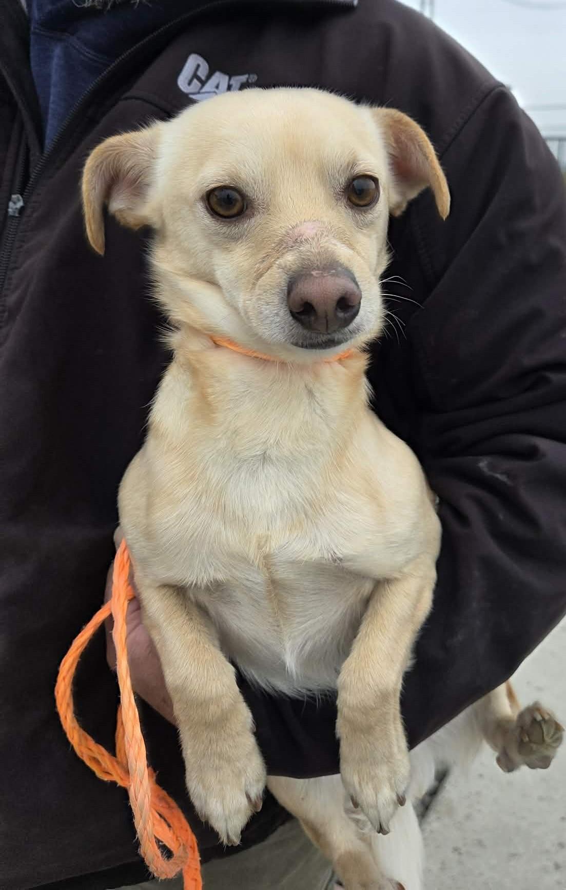 Enlarge Brewer, a ADOPTABLE Chihuahua in Othello, WA image 1/4