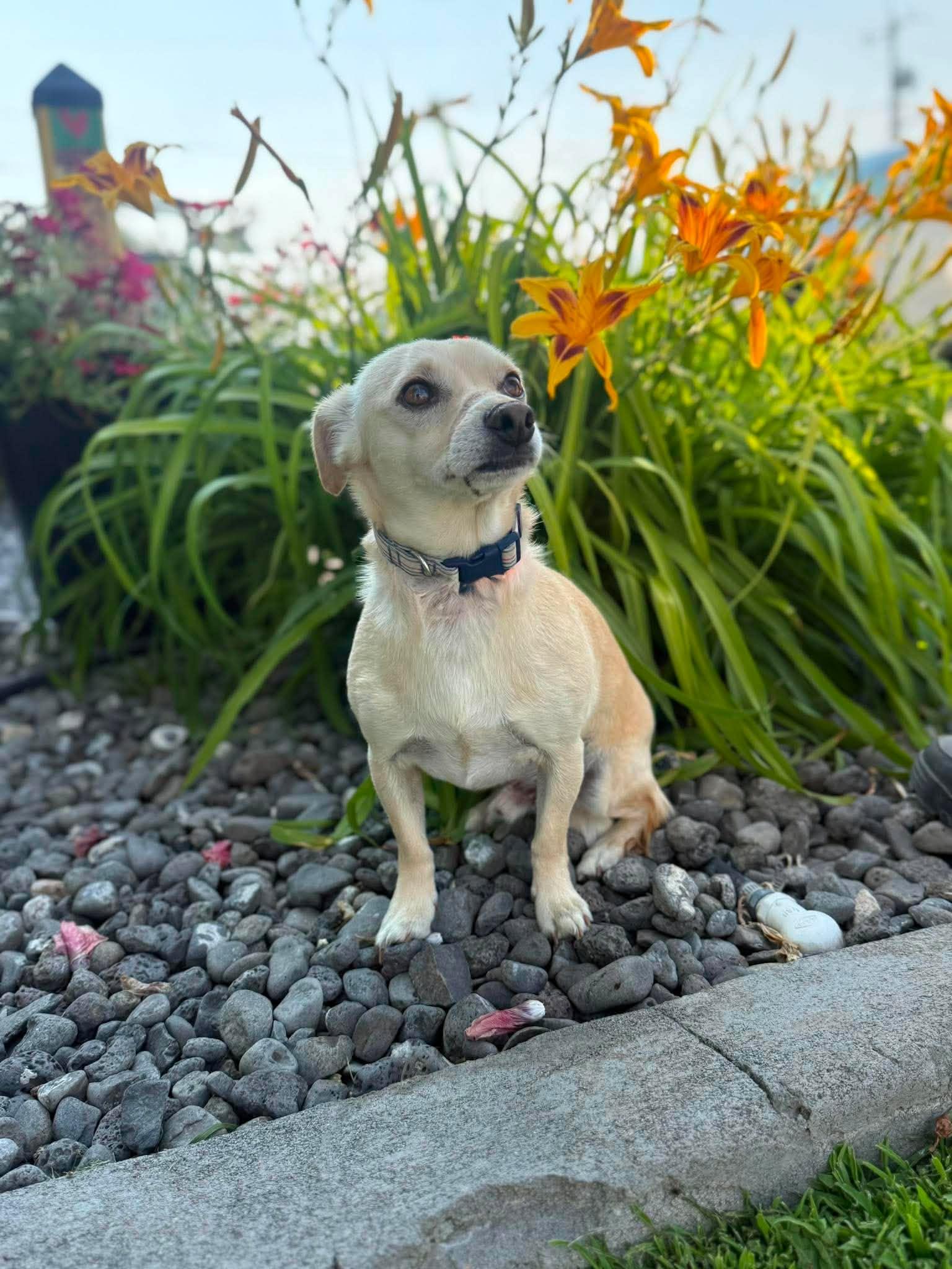 Brewer, a ADOPTABLE mixed breed in Othello, WA image 6/6