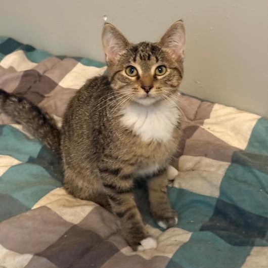 SARGE, ADOPTABLE, Young Male Domestic Short Hair.