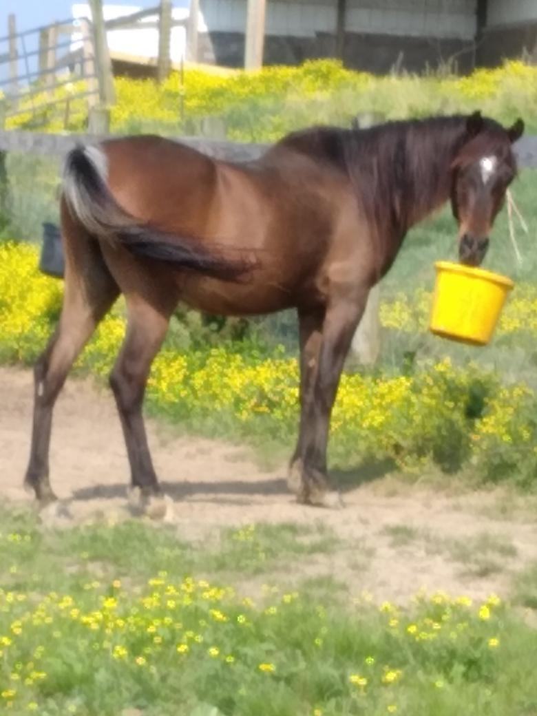 Enlarge Eagle, a Adoptable Arabian in Leitchfield , KY image 1/12