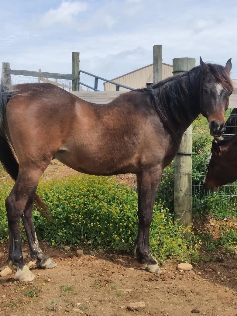 Enlarge Eagle, a Adoptable Arabian in Leitchfield , KY image 2/12