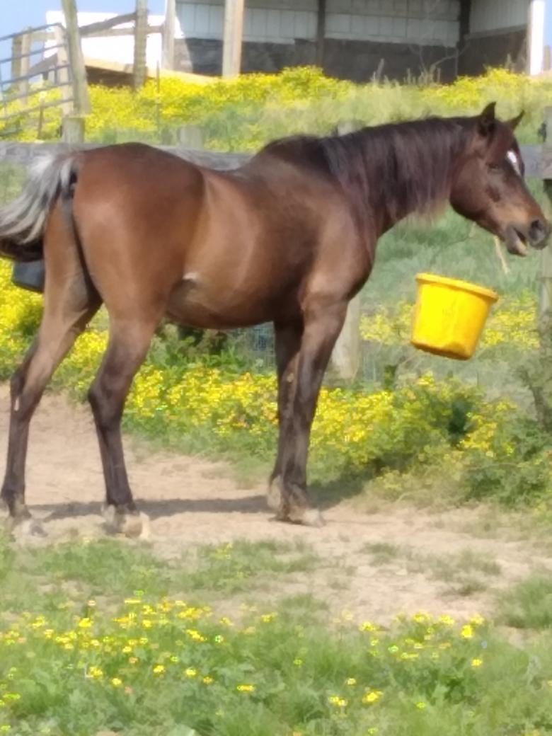 Enlarge Eagle, a Adoptable Arabian in Leitchfield , KY image 3/12