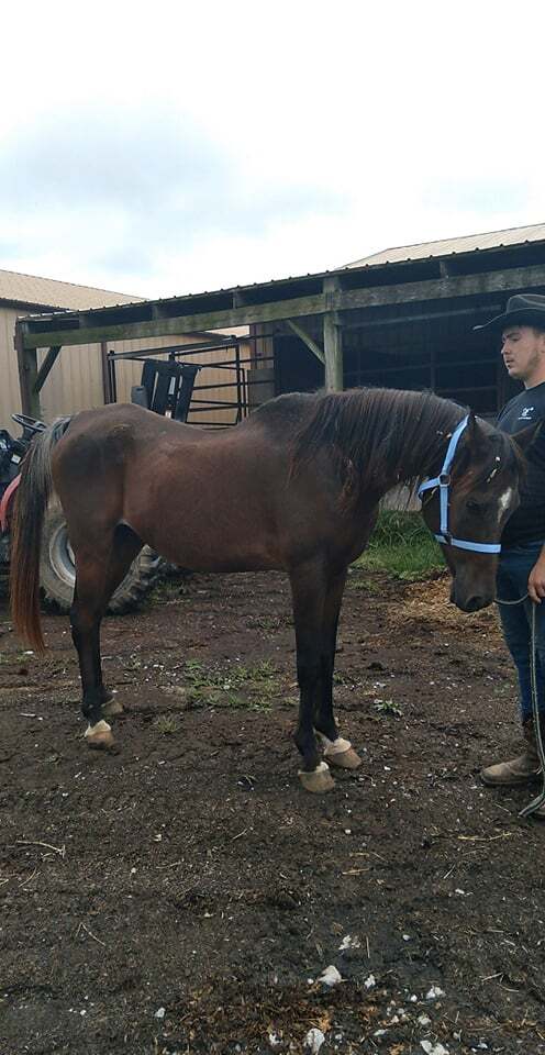 Enlarge Eagle, a Adoptable Arabian in Leitchfield , KY image 4/12