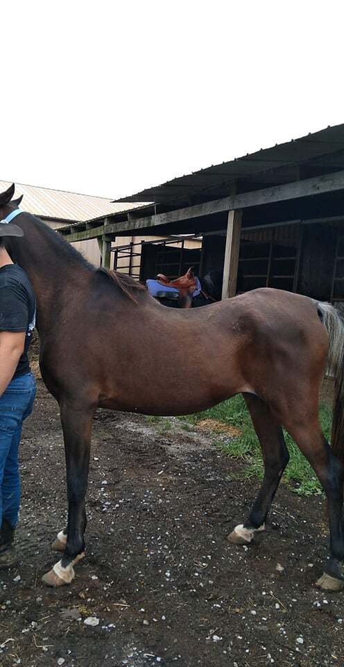 Enlarge Eagle, a Adoptable Arabian in Leitchfield , KY image 5/12