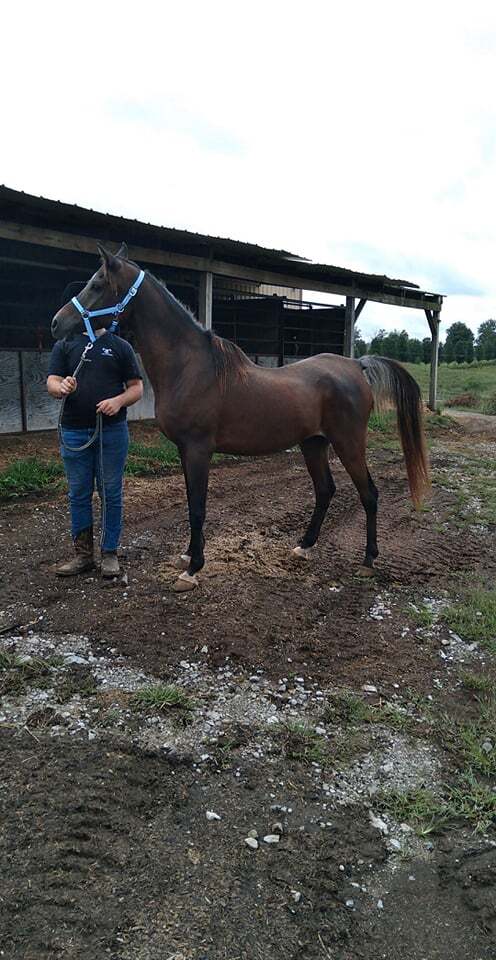Enlarge Eagle, a Adoptable Arabian in Leitchfield , KY image 6/12