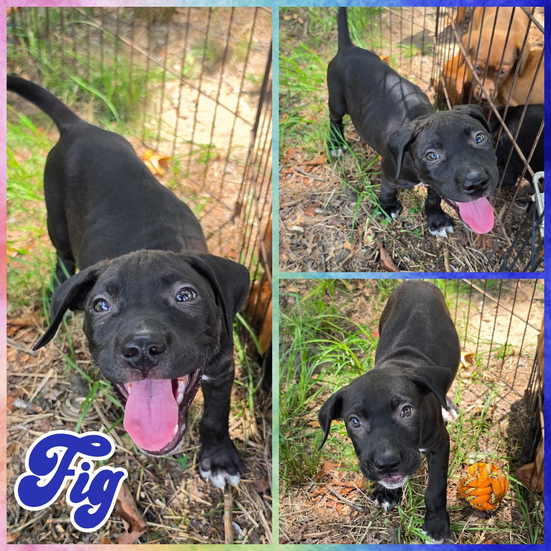 Enlarge Fig, a ADOPTABLE mixed breed in Blacksburg, SC image 1/1