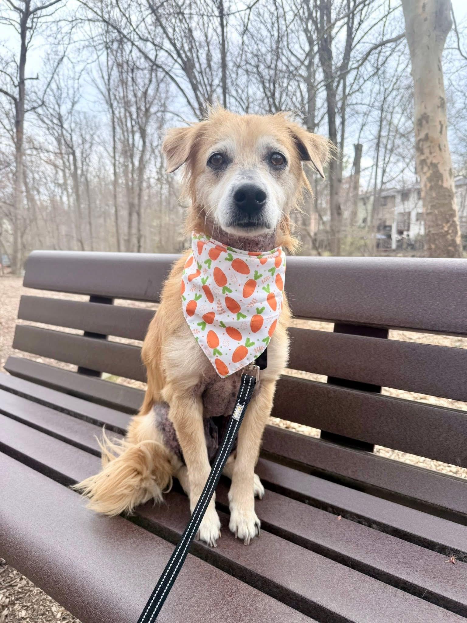 Enlarge Buddy, a ADOPTABLE mixed breed in Fairfax, VA image 5/5