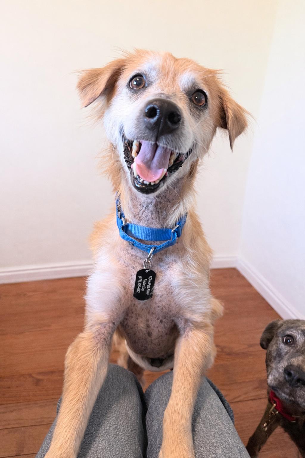 Enlarge Buddy, a ADOPTABLE mixed breed in Fairfax, VA image 3/5