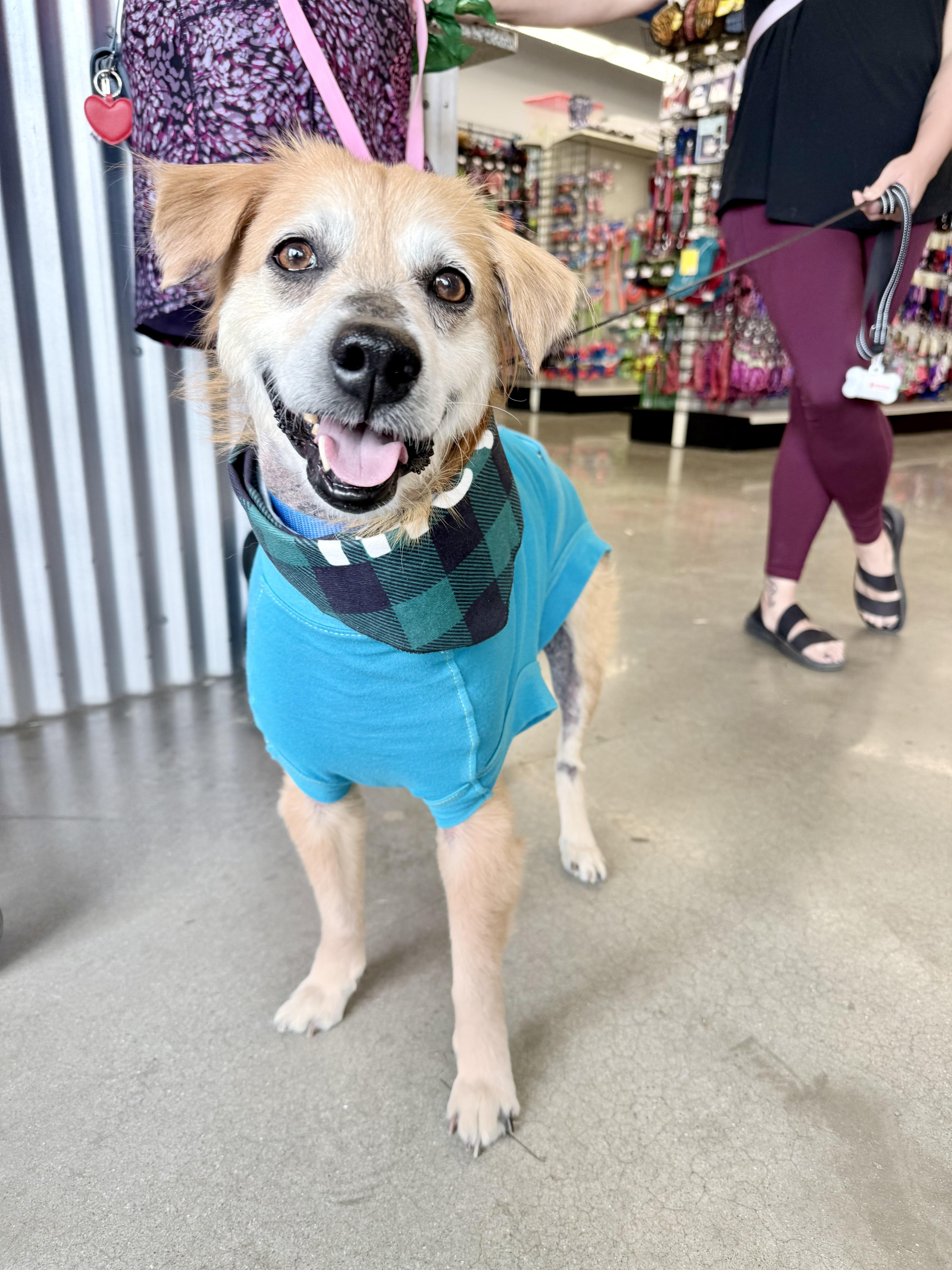 Buddy, ADOPTABLE, Adult Male Cocker Spaniel & Beagle.