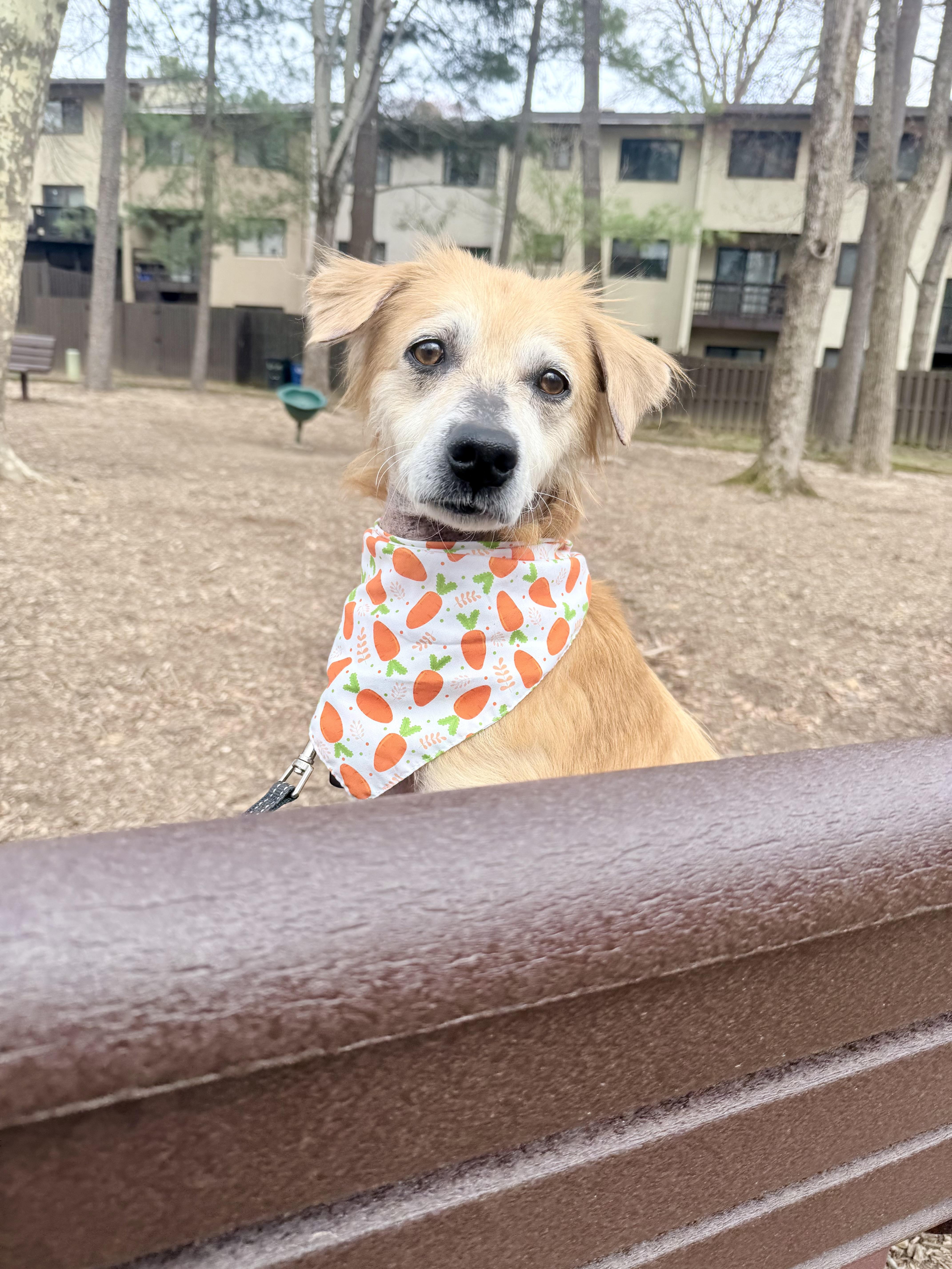 Enlarge Buddy, a ADOPTABLE mixed breed in Fairfax, VA image 4/5