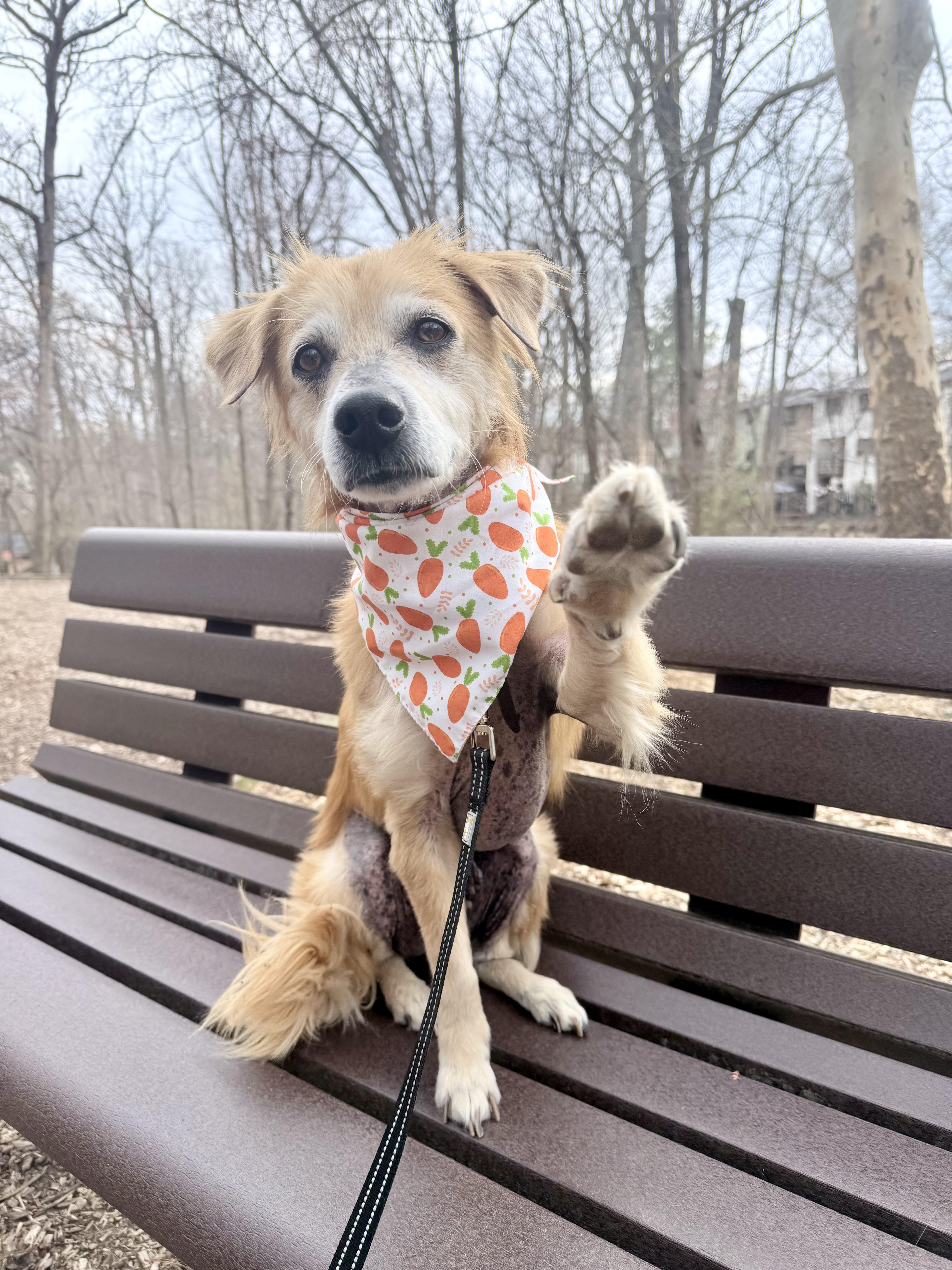 Enlarge Buddy, a ADOPTABLE mixed breed in Fairfax, VA image 2/5