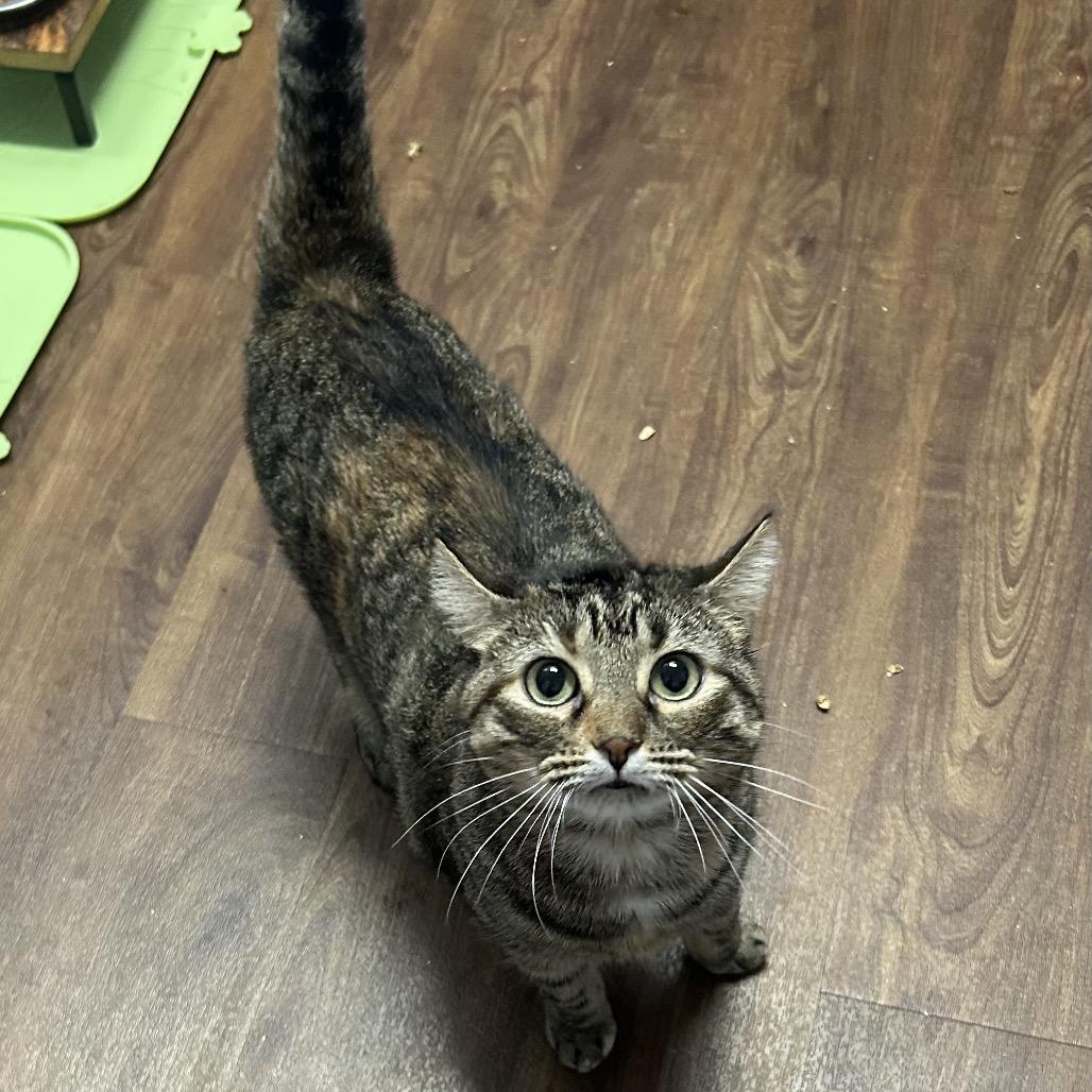 Enlarge Daisy, a Adoptable Domestic Short Hair in Port Richey, FL image 1/6