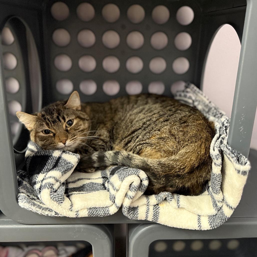 Daisy, Adoptable, Adult Female Domestic Short Hair.