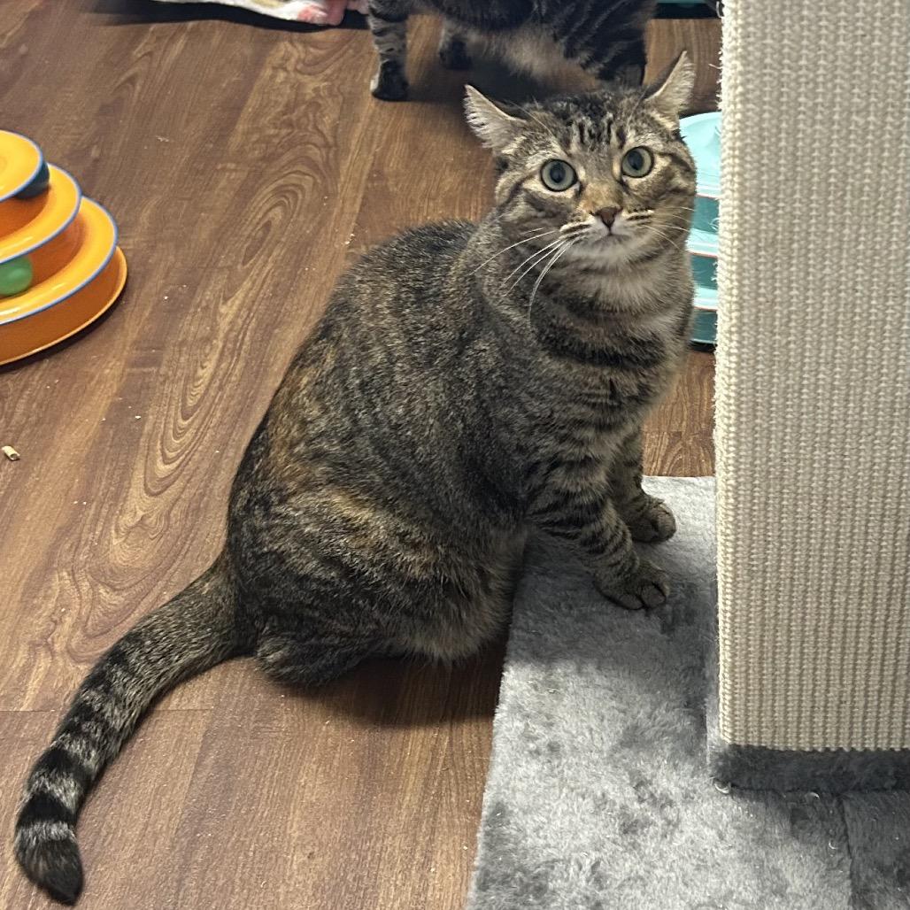 Daisy, a Adoptable Domestic Short Hair in Port Richey, FL image 2/5