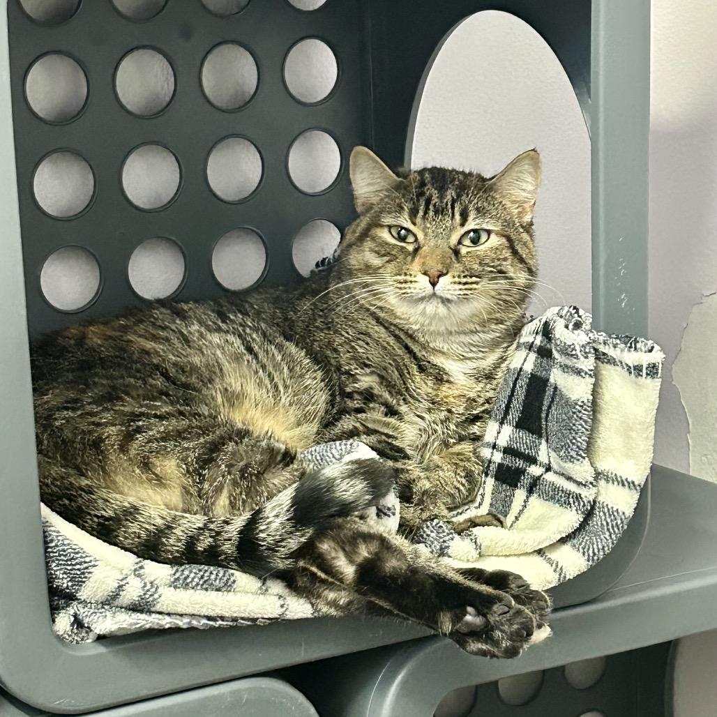 Daisy, a Adoptable Domestic Short Hair in Port Richey, FL image 3/5