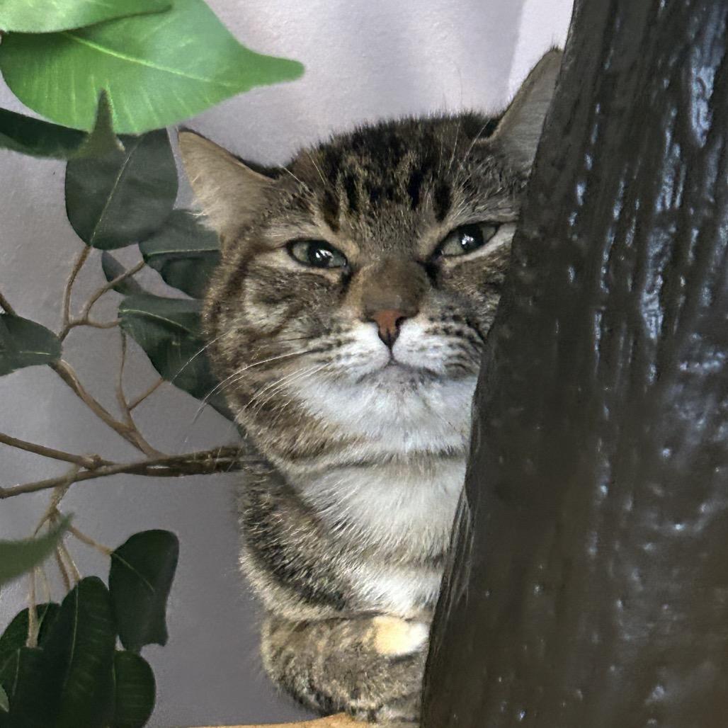 Daisy, a Adoptable Domestic Short Hair in Port Richey, FL image 4/5