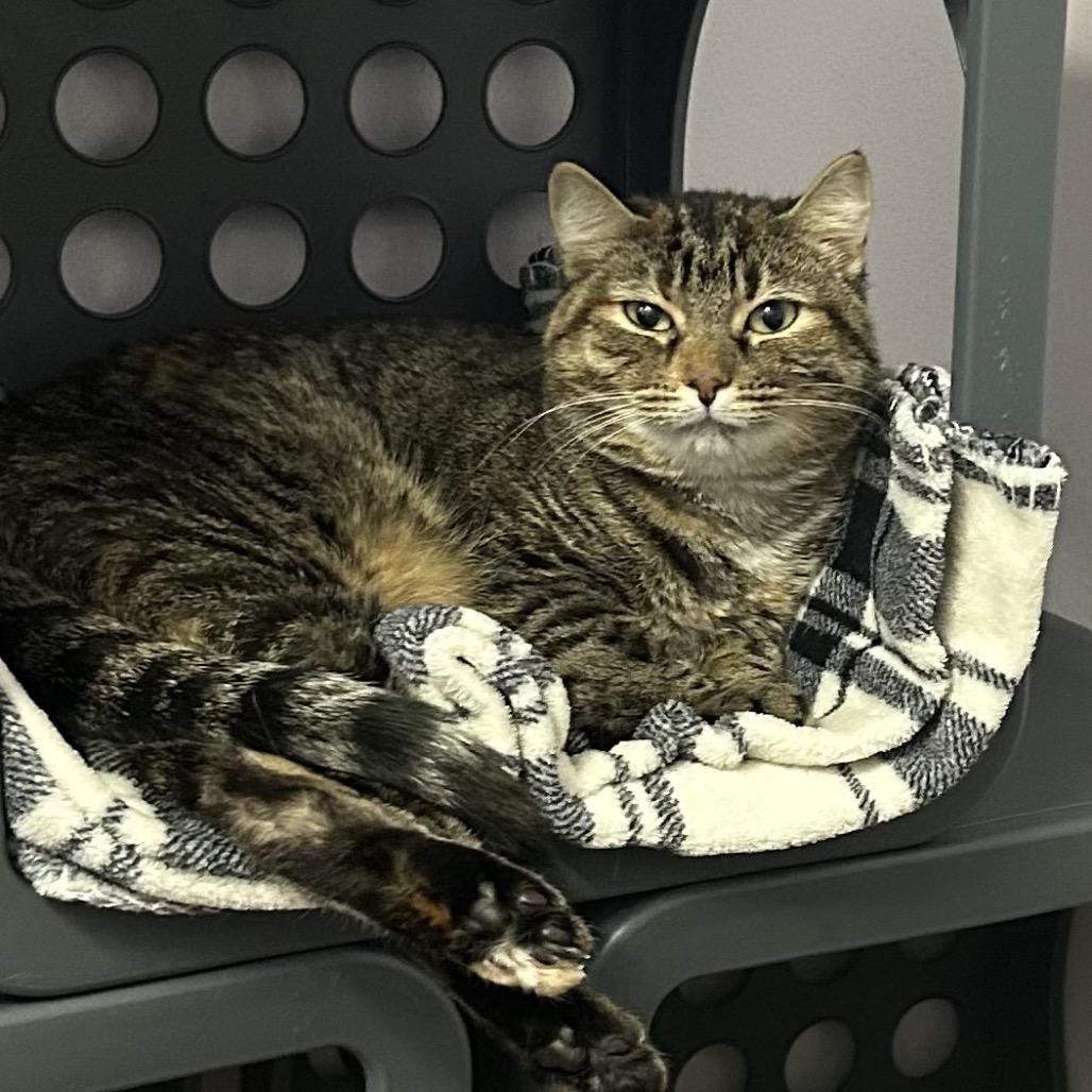 Daisy, a Adoptable Domestic Short Hair in Port Richey, FL image 5/5