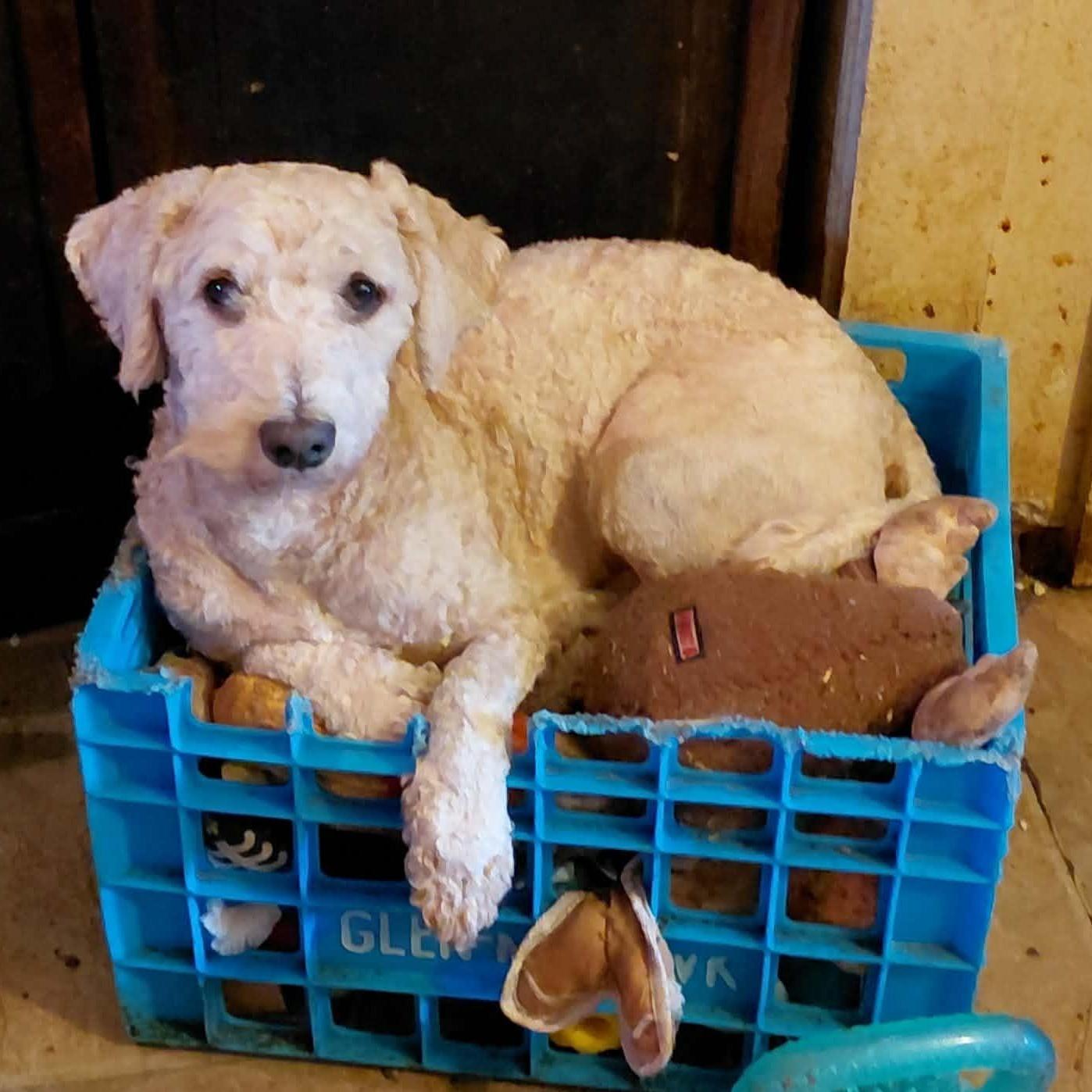 Big E, Adoptable, Young Male Poodle.