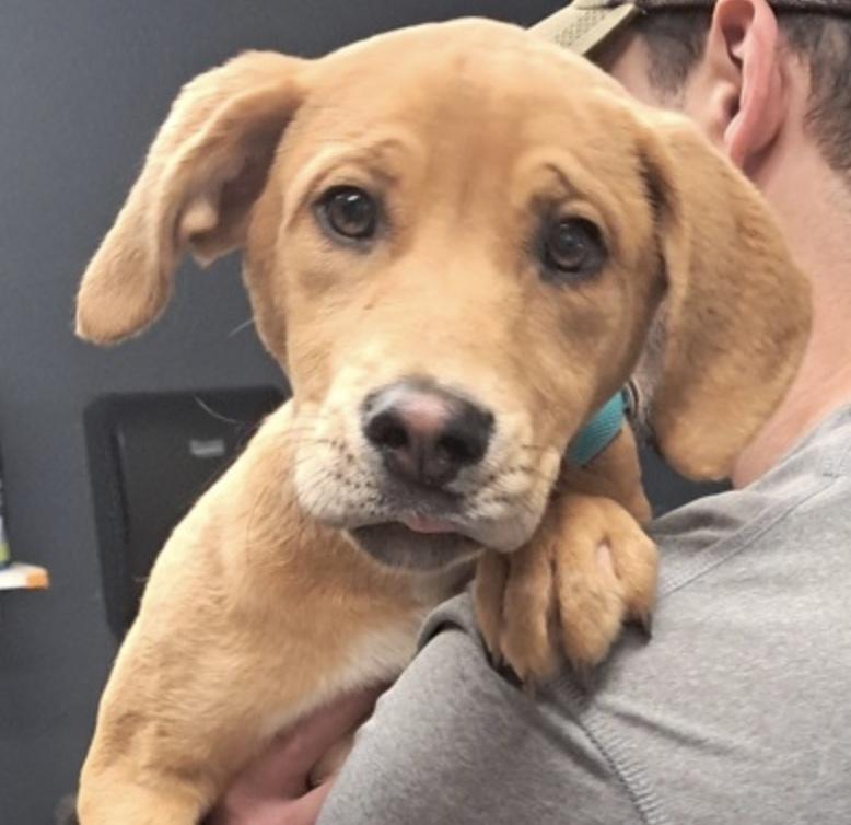 Enlarge Caribou, a ADOPTABLE Labrador Retriever in Hollister, MO image 1/1