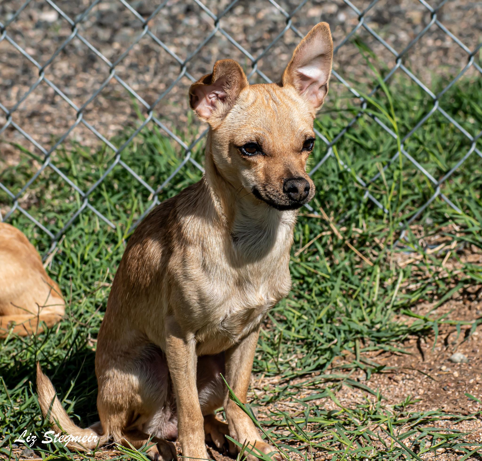 Enlarge Emma, a Adoptable mixed breed in Mayer, AZ image 1/1