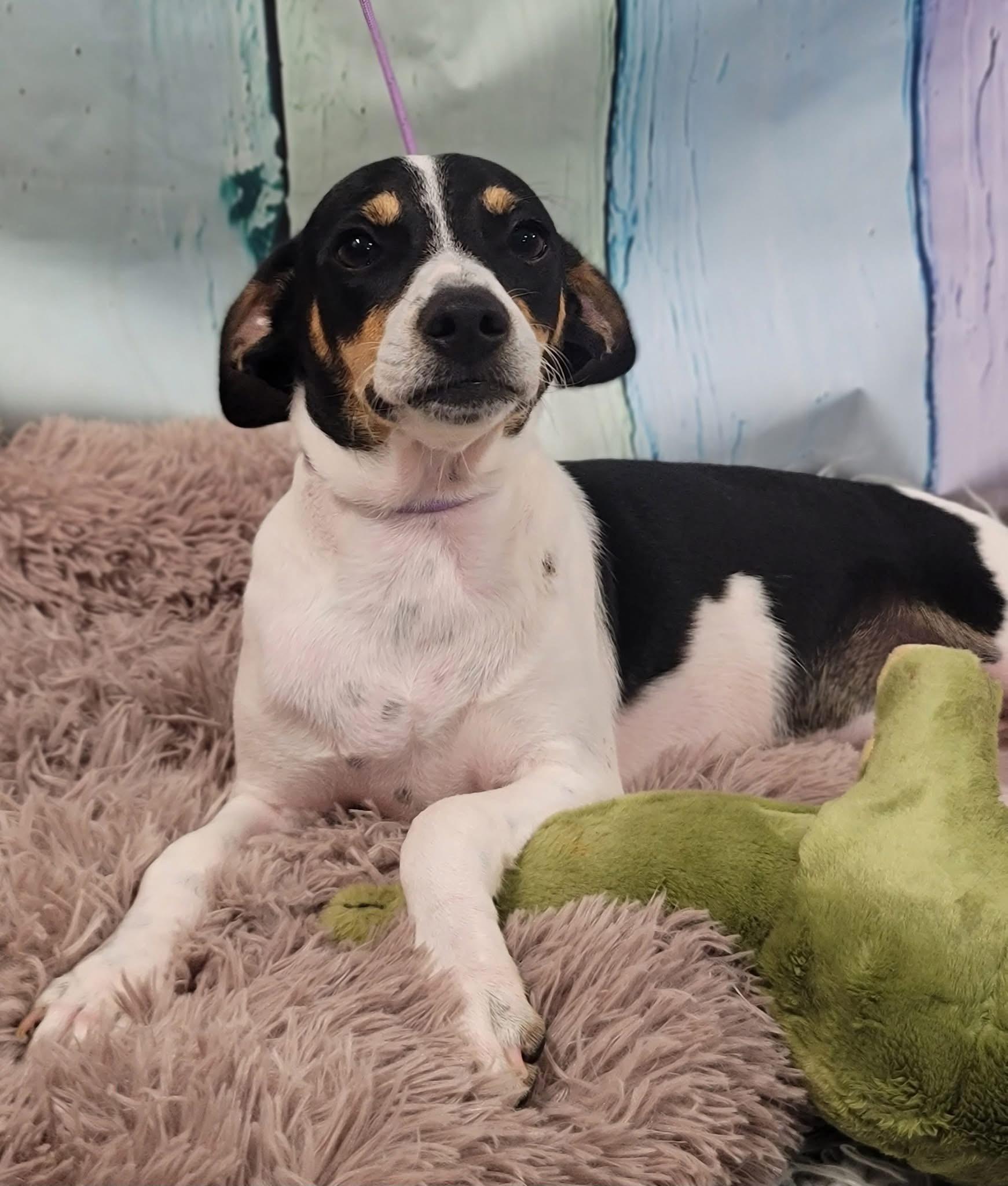 Kato, Baby Male Rat Terrier