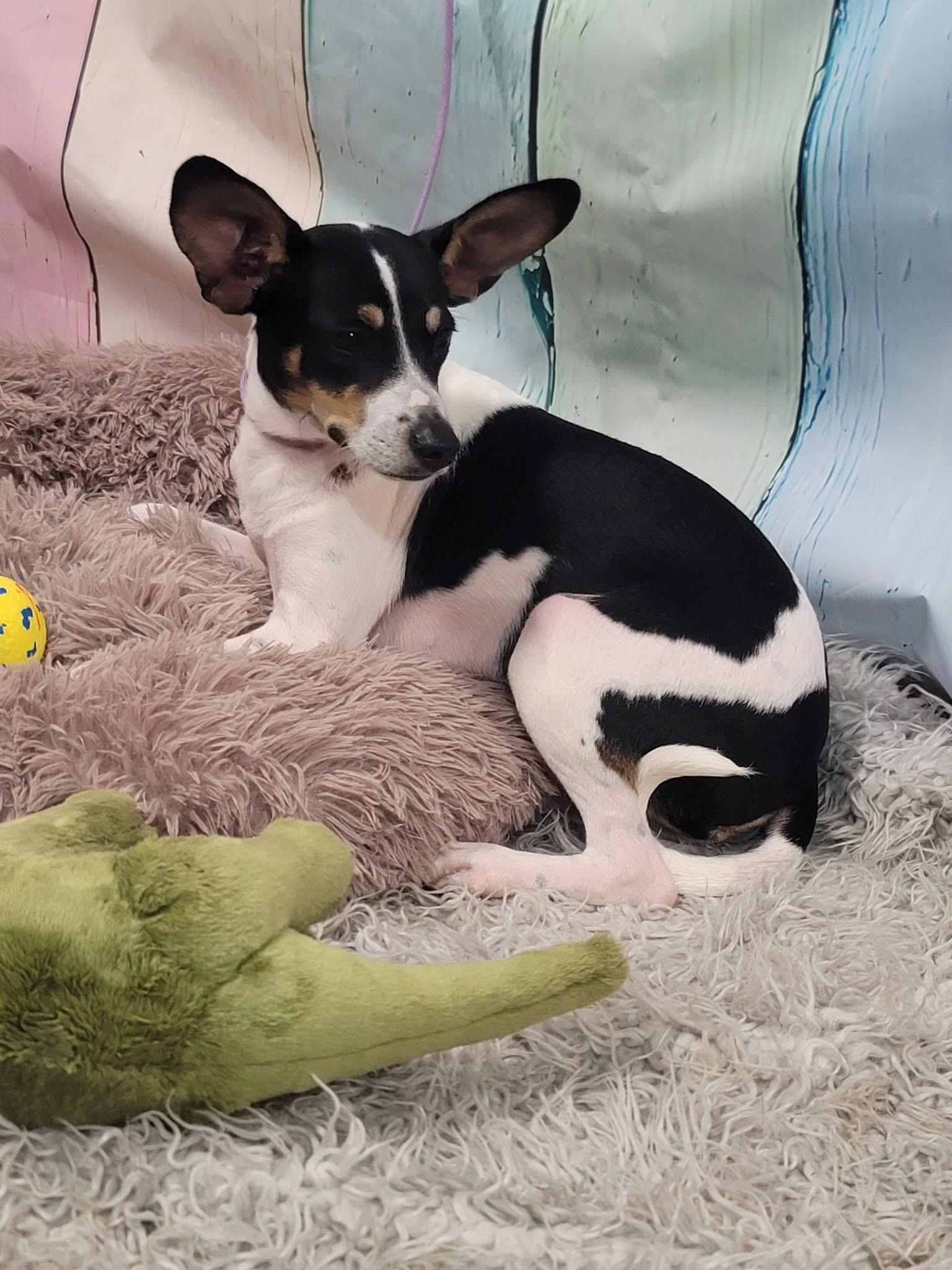 Kato, an adoptable Rat Terrier in Newmarket, ON, L3X 2X5 | Photo Image 6