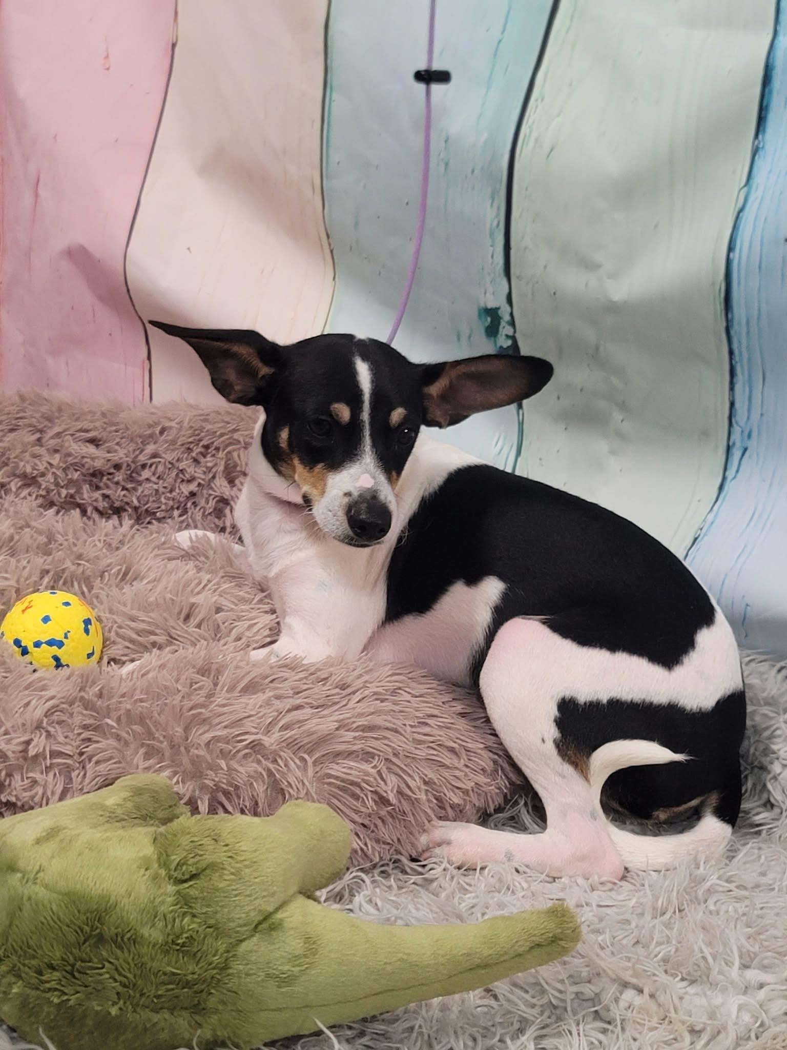 Kato, an adoptable Rat Terrier in Newmarket, ON, L3X 2X5 | Photo Image 3