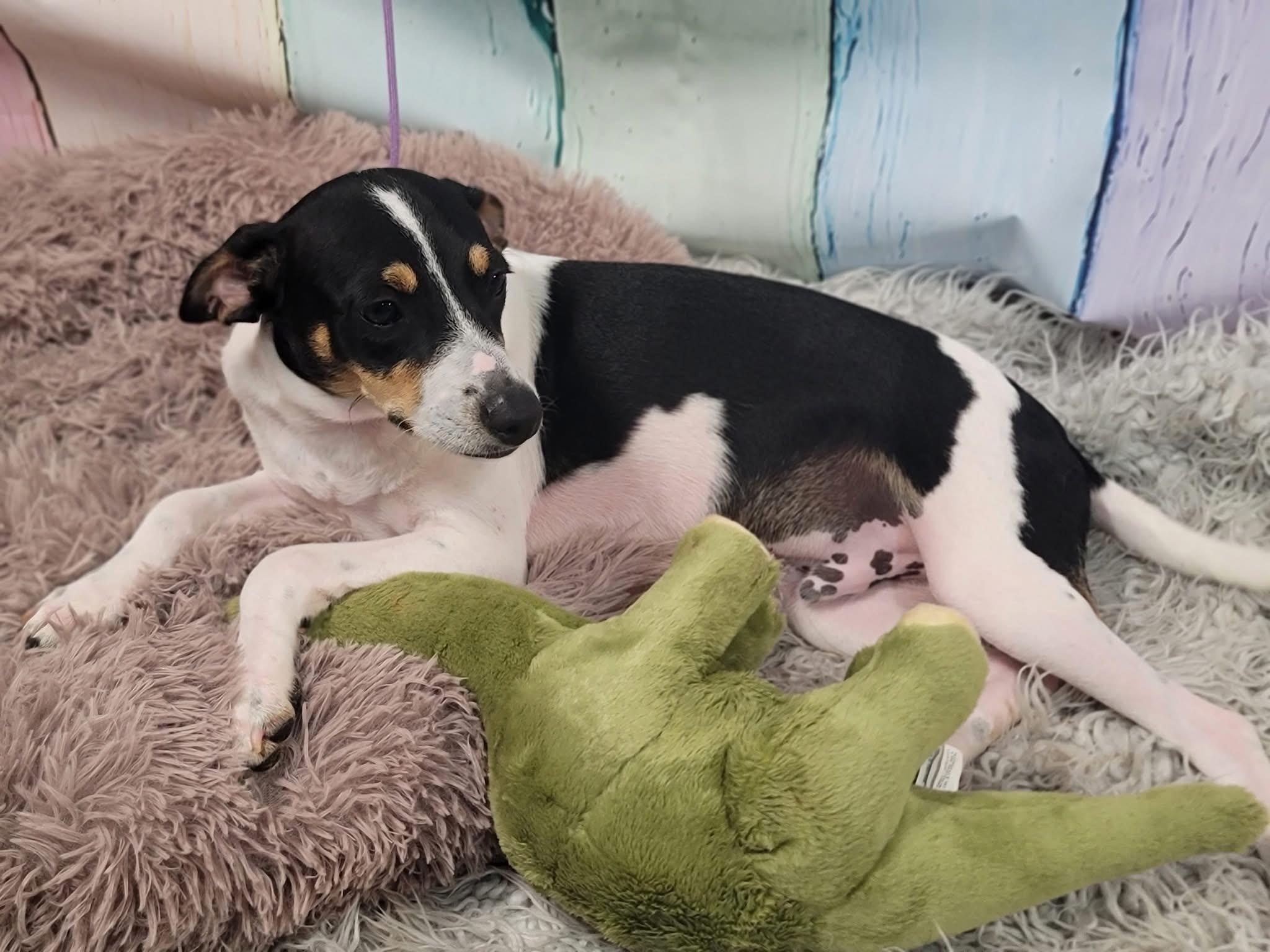 Kato, an adoptable Rat Terrier in Newmarket, ON, L3X 2X5 | Photo Image 2