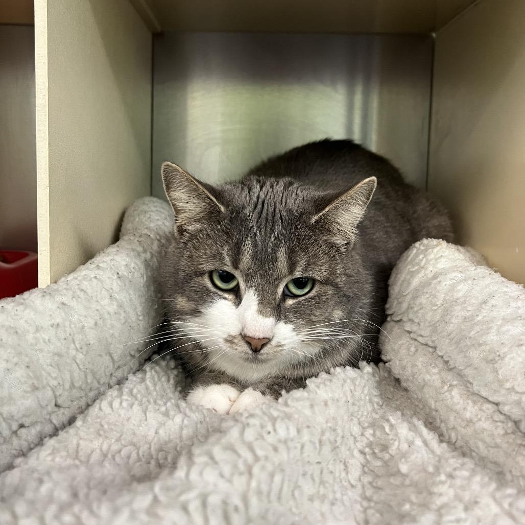 Biscuit, Adoptable, Adult Female Domestic Short Hair.