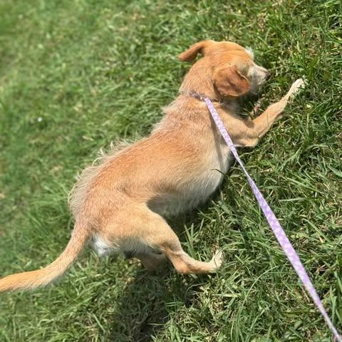 Enlarge Perri, a Adoptable mixed breed in Crosby, TX image 3/4
