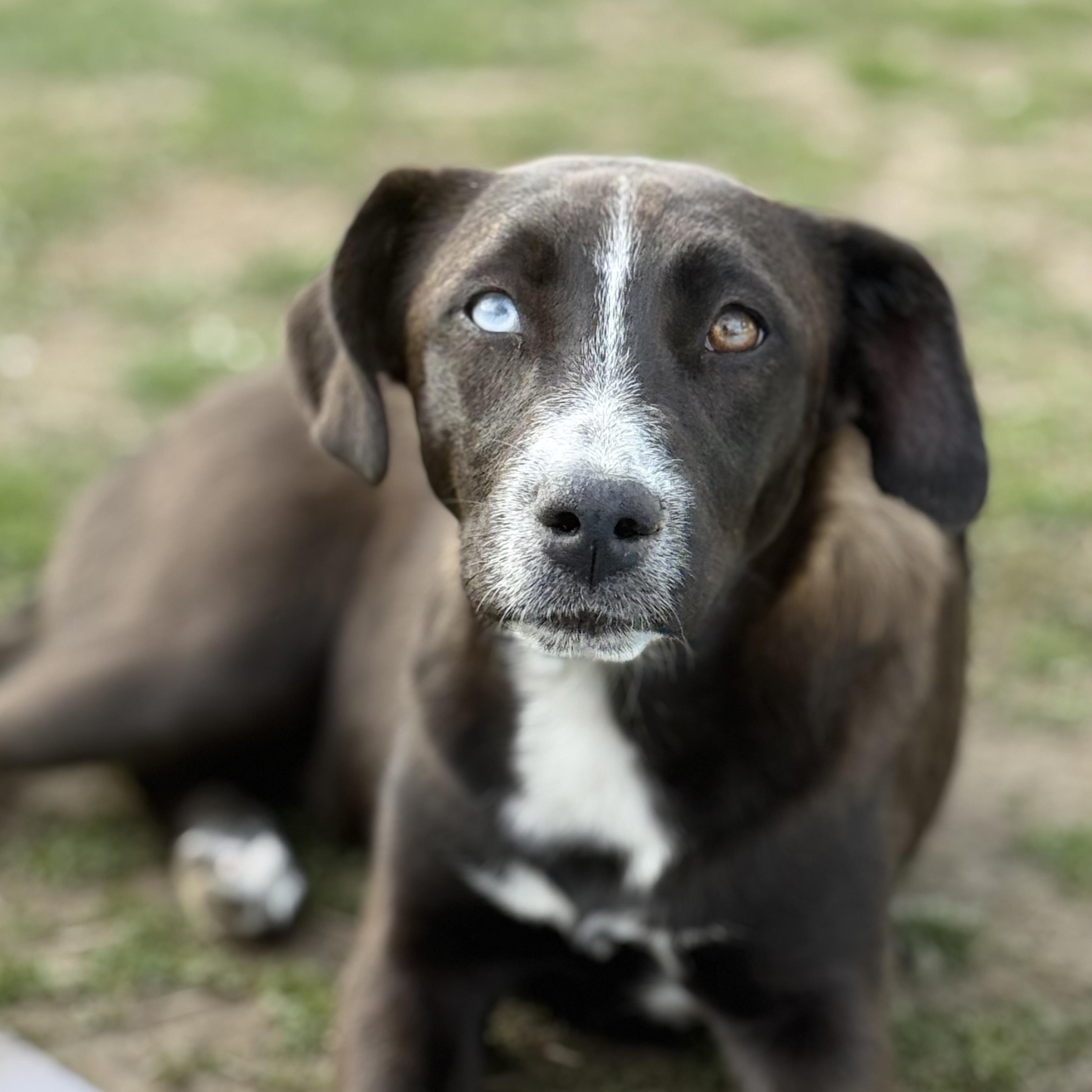 Judy, an adopted mixed breed in Glenolden, PA image 5/6