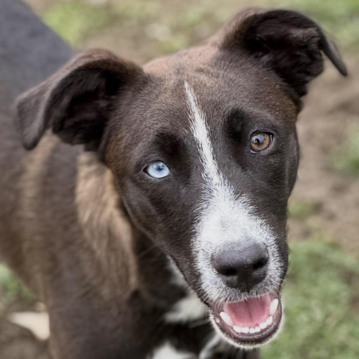 Judy, adopted, Puppy Female Border Collie & Labrador Retriever.