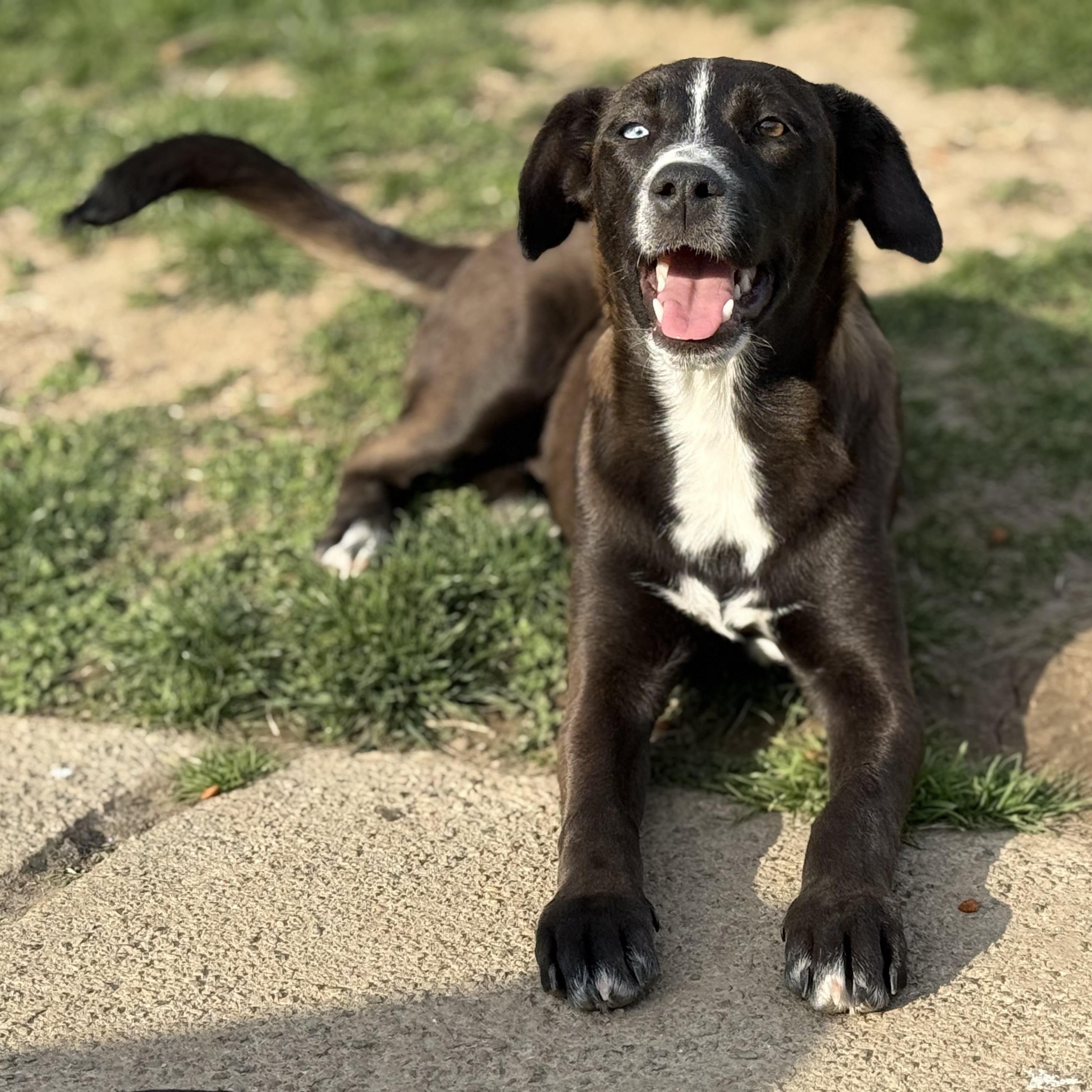 Judy, an adopted mixed breed in Glenolden, PA image 6/6