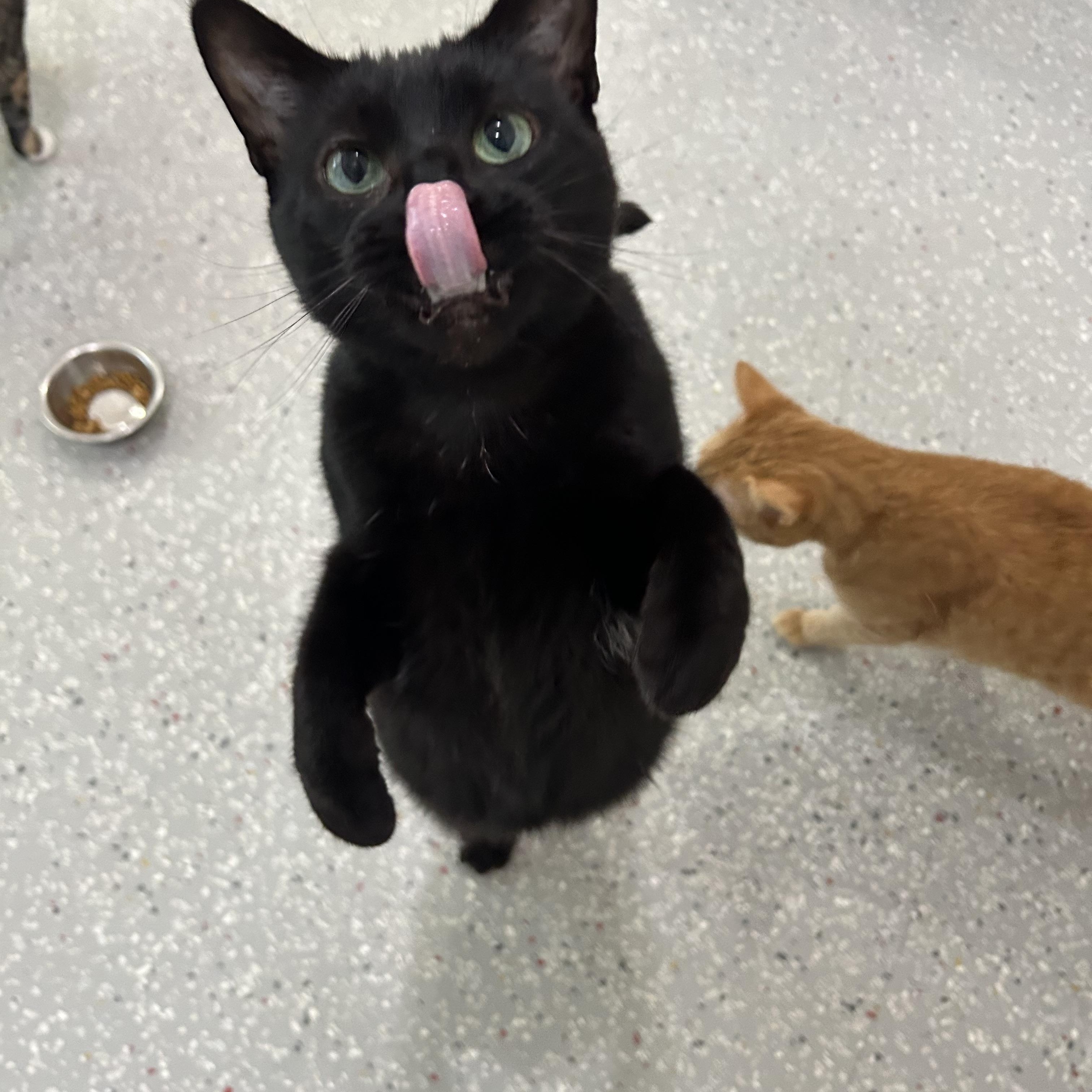 Ursula, Adoptable, Adult Female Domestic Short Hair.