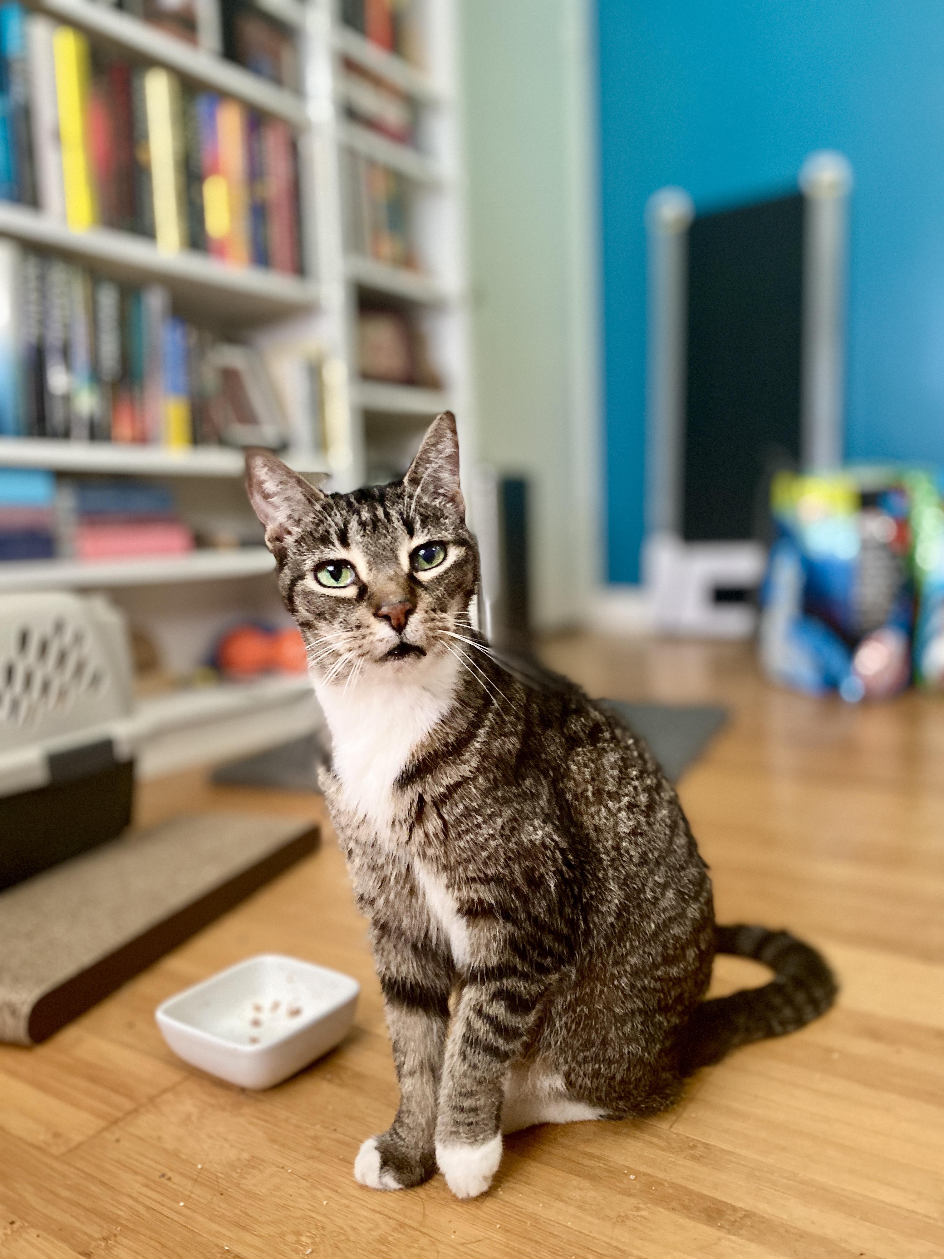 Enlarge Tipsy, a Adoptable American Shorthair in Charlotte, NC image 1/5