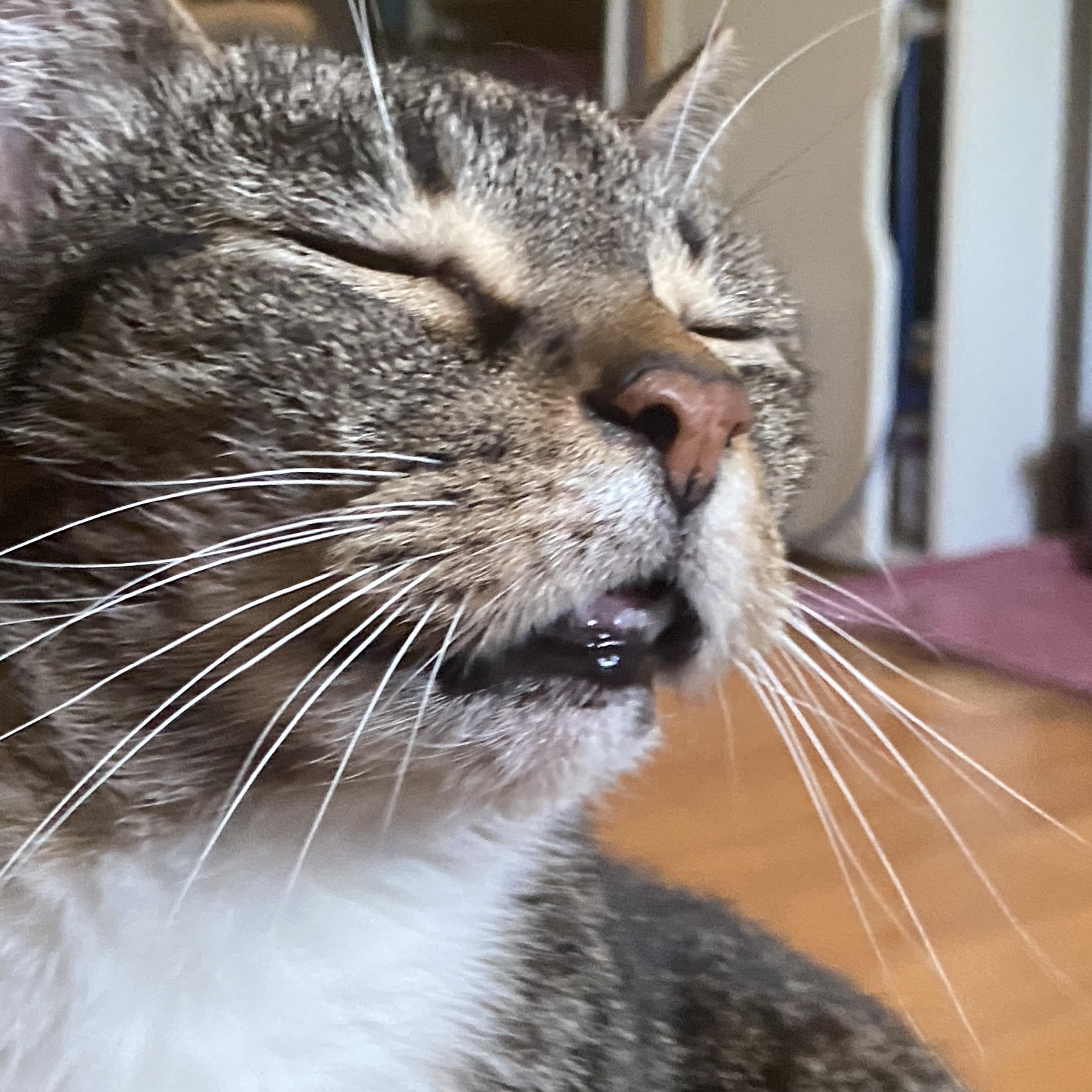 Enlarge Tipsy, a Adoptable American Shorthair in Charlotte, NC image 2/5