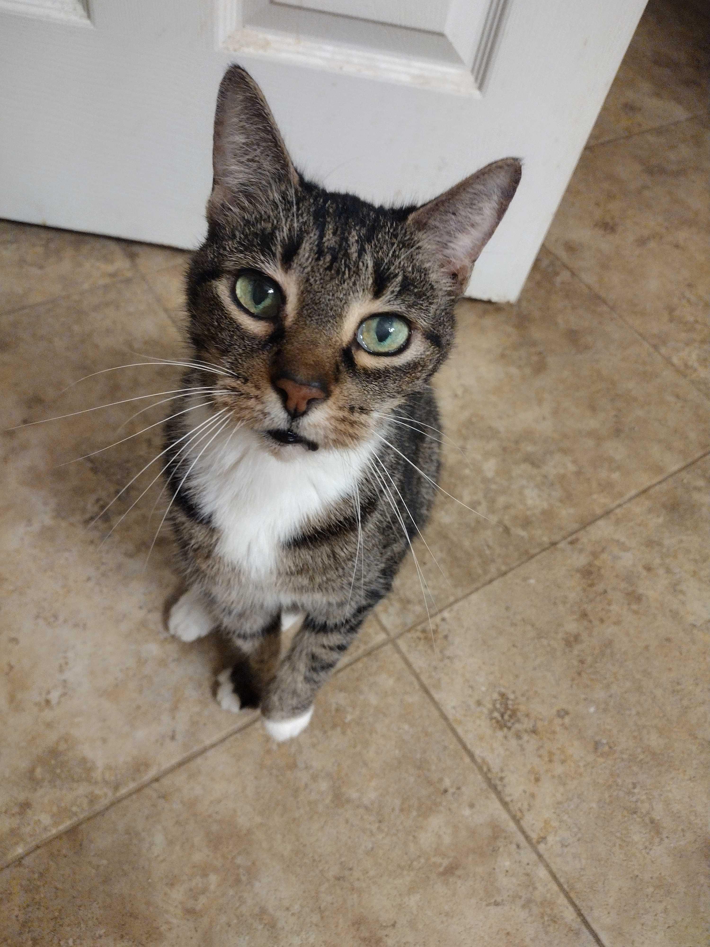 Enlarge Tipsy, a Adoptable American Shorthair in Charlotte, NC image 3/5