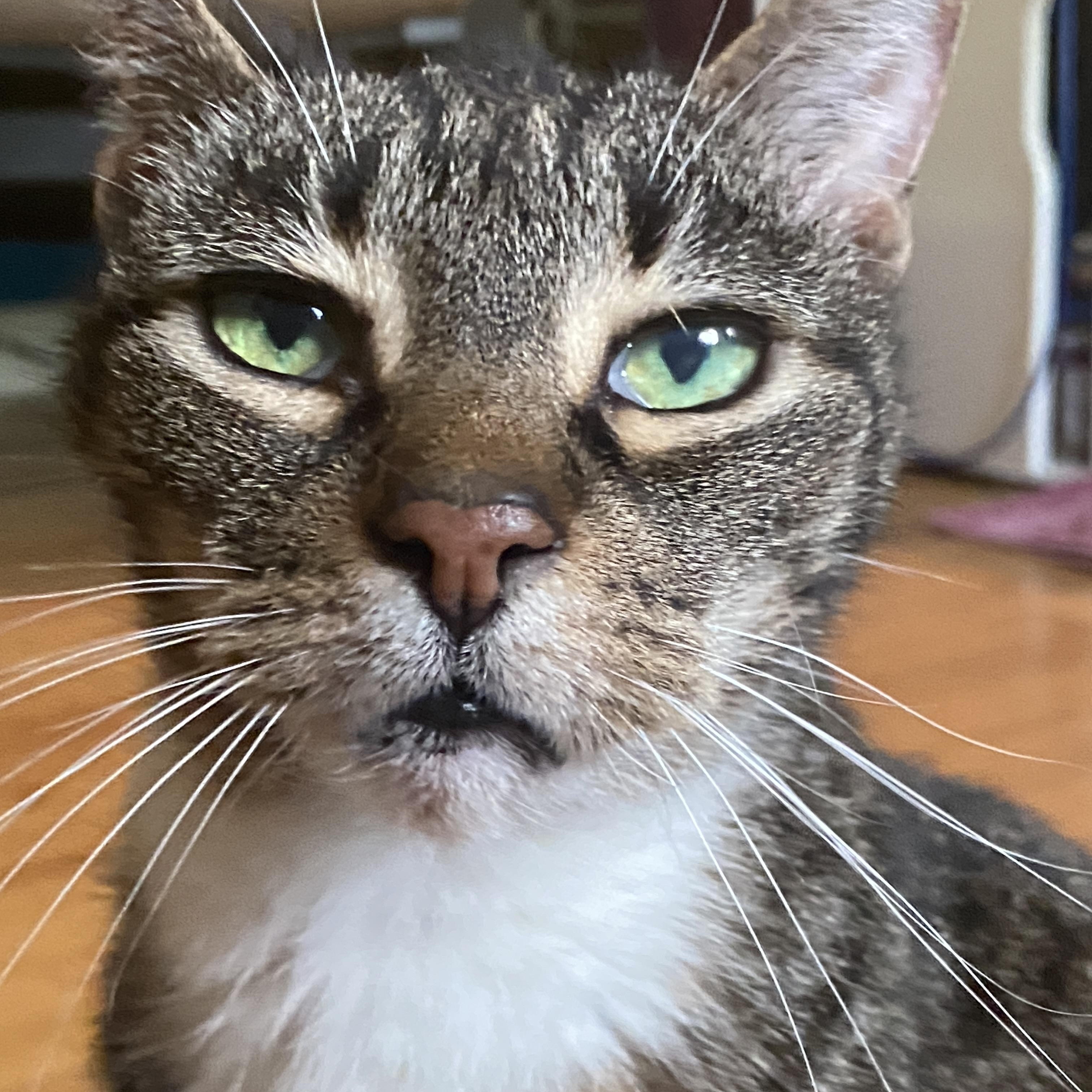 Enlarge Tipsy, a Adoptable American Shorthair in Charlotte, NC image 4/5