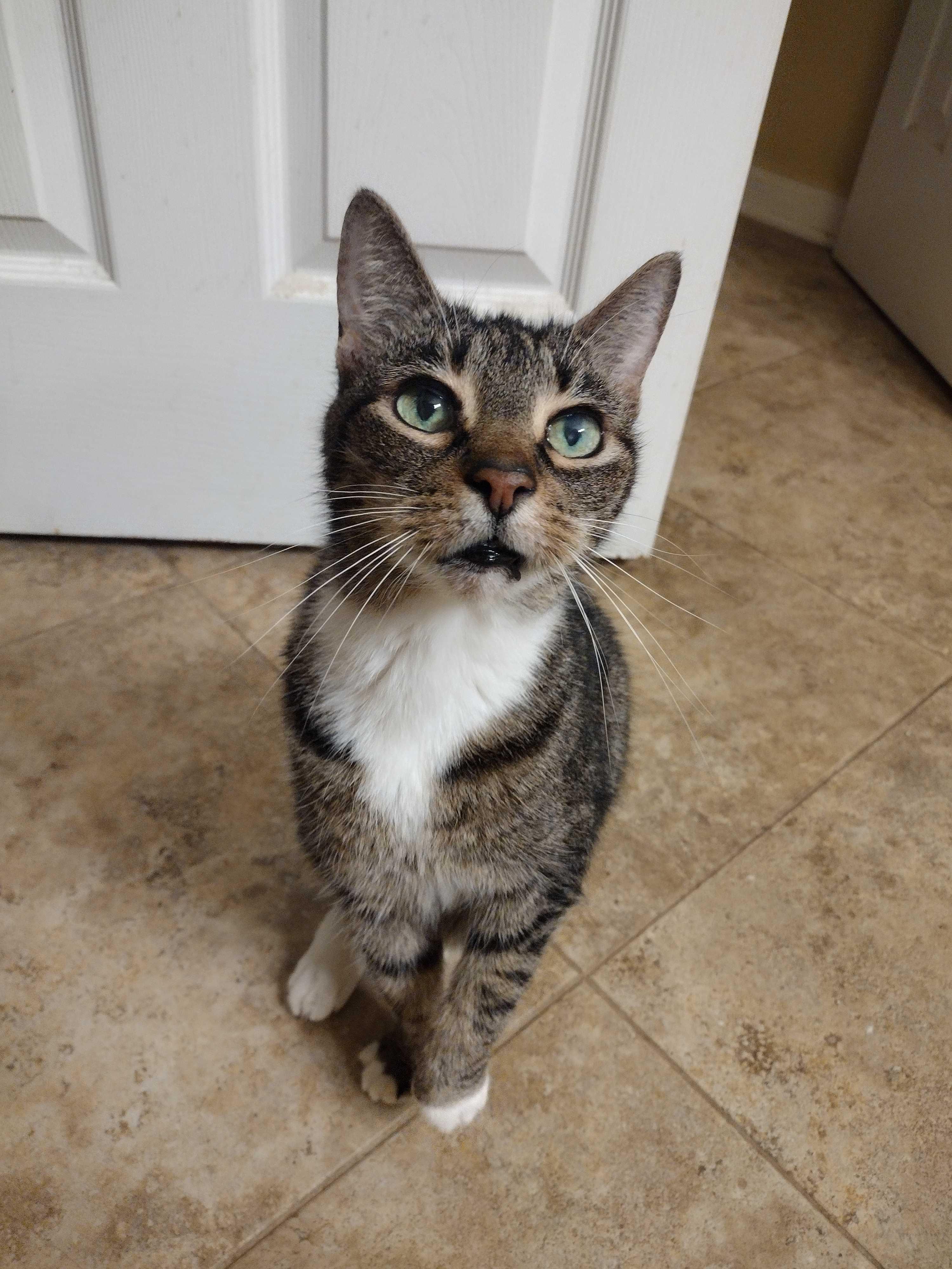 Enlarge Tipsy, a Adoptable American Shorthair in Charlotte, NC image 5/5