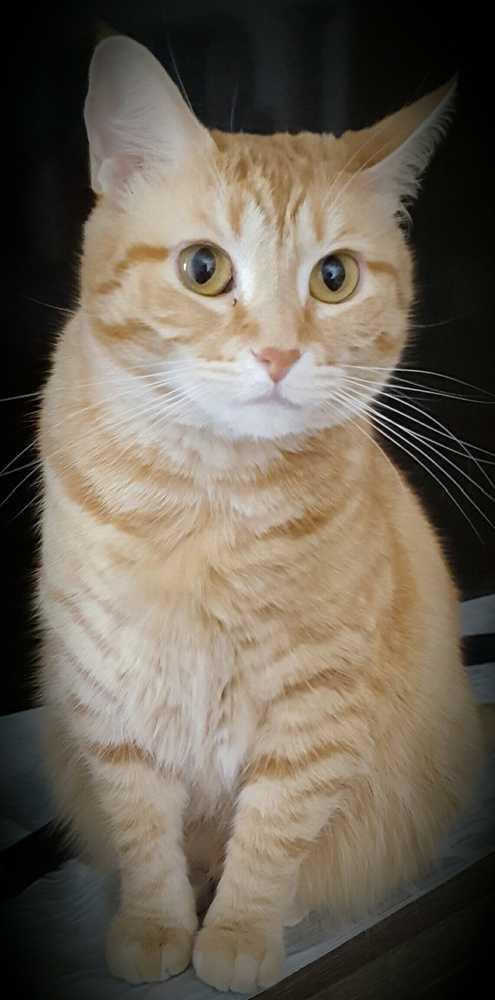 Sunkist, Adopted, Adult Female Domestic Short Hair.