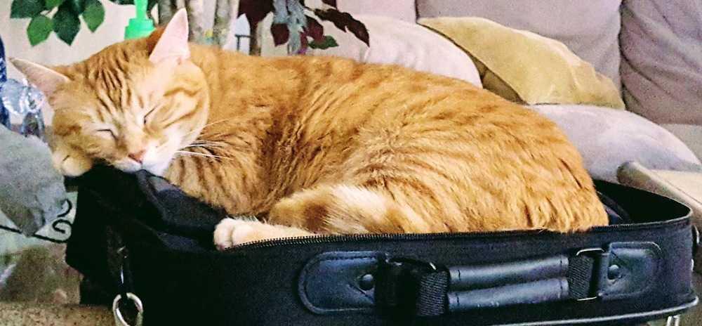 Enlarge Sunkist, a Adopted Domestic Short Hair in Dallas, TX image 2/2