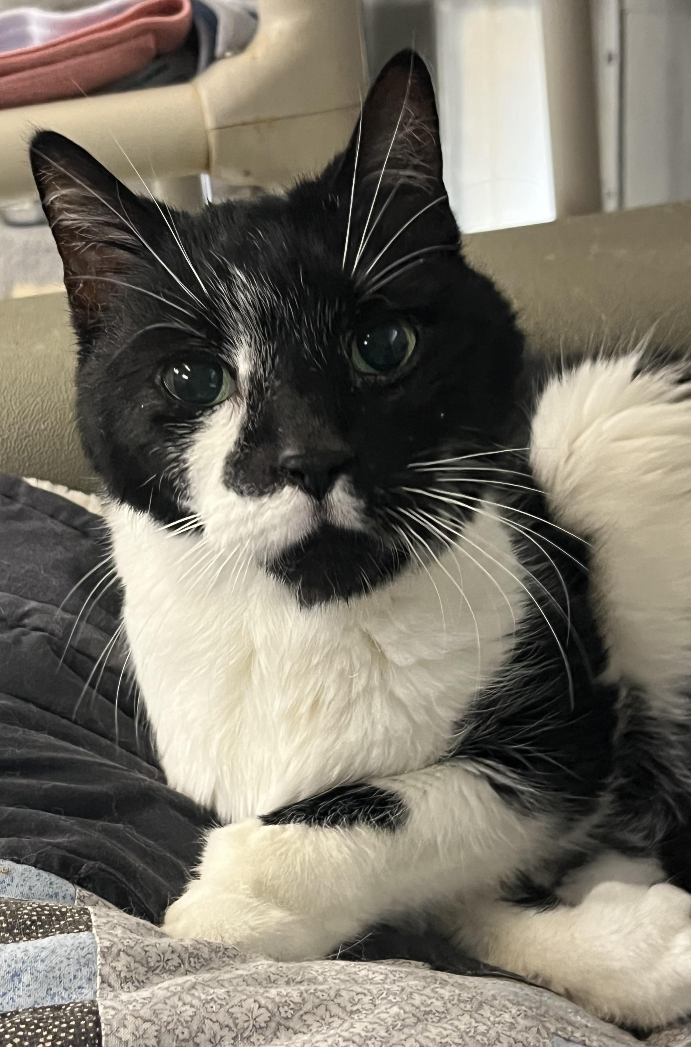 Enlarge Purrfect, an adopted mixed breed in Mendham, NJ image 1/1