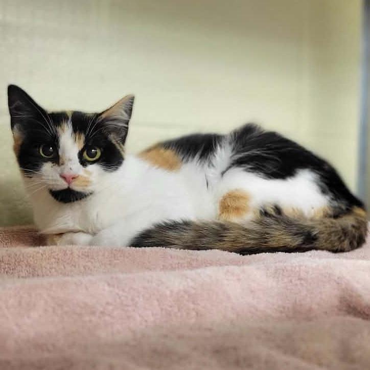 Enlarge Allysa, a Adoptable Domestic Short Hair in Concord, NC image 2/3