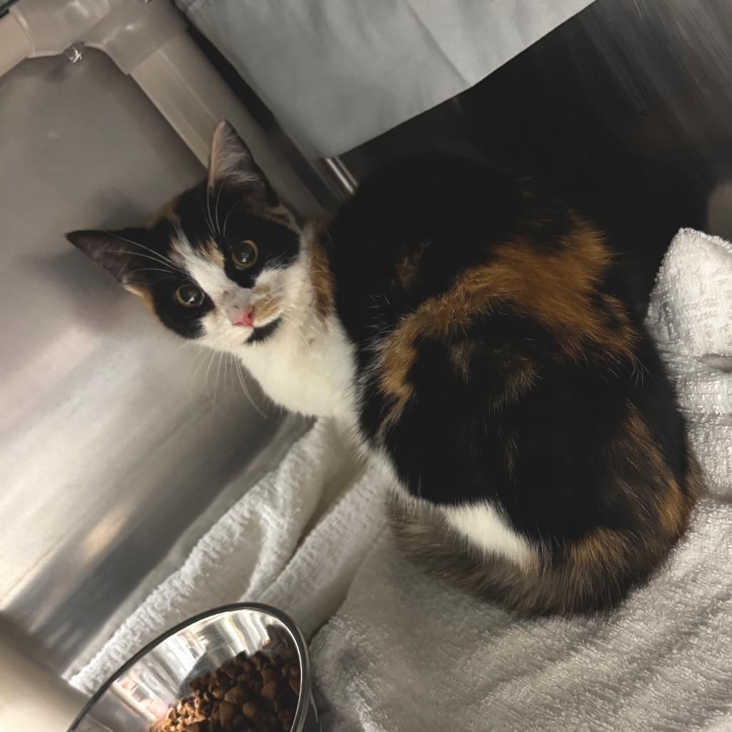 Enlarge Allysa, a Adoptable Domestic Short Hair in Concord, NC image 3/3