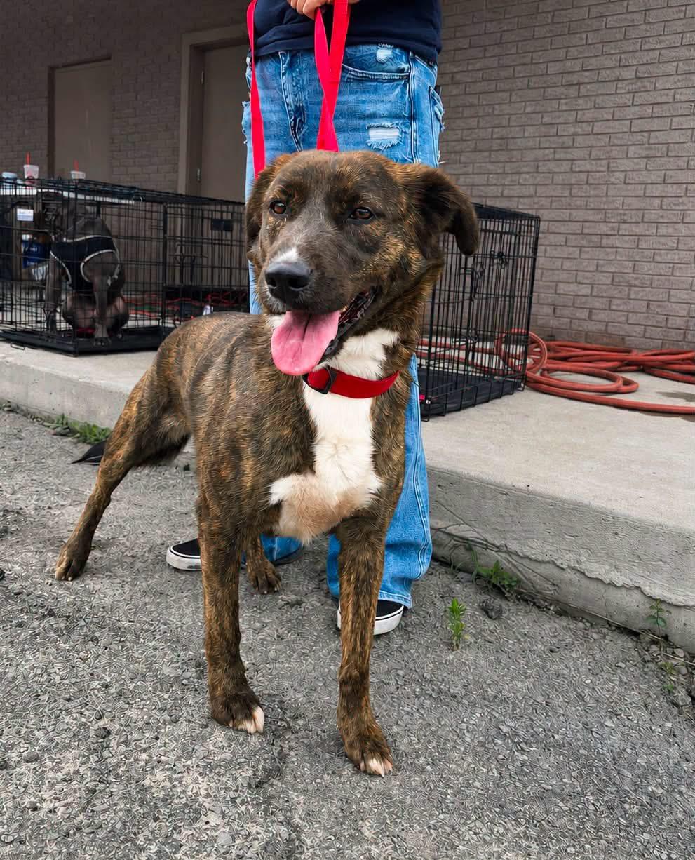 Lilly, ADOPTABLE, Adult Female Plott Hound.