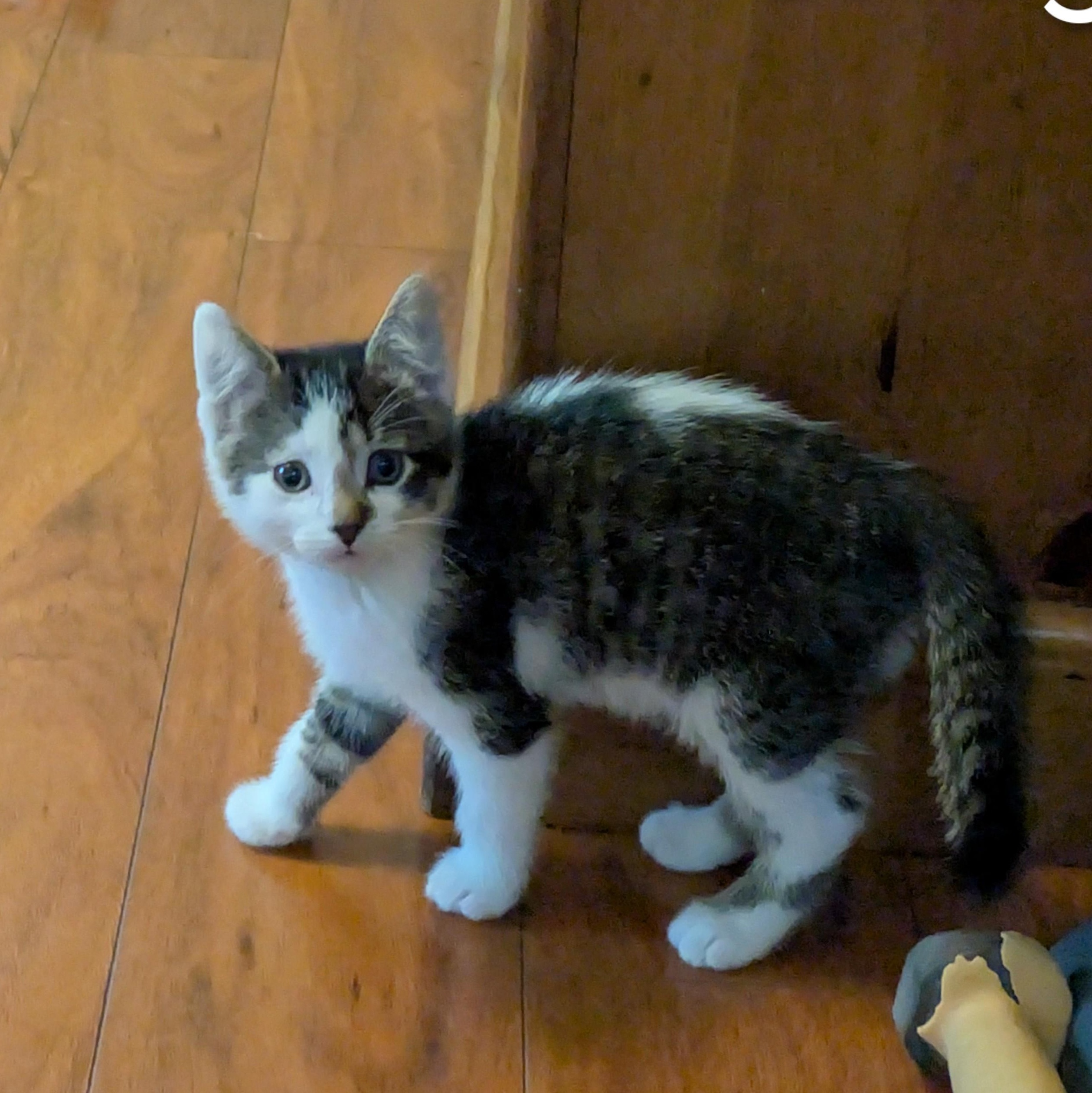 Shaggy, adopted, Kitten Male Tabby.