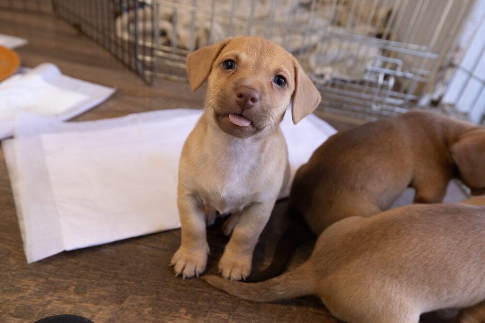 Owl, Adoptable, Puppy Female Dachshund & Chihuahua.